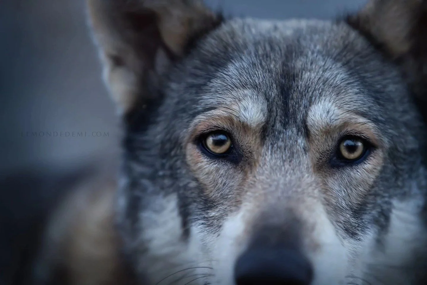 Un portrait rapproché d'un chien de race husky avec des yeux expressifs, regardant attentivement vers l'appareil photo.