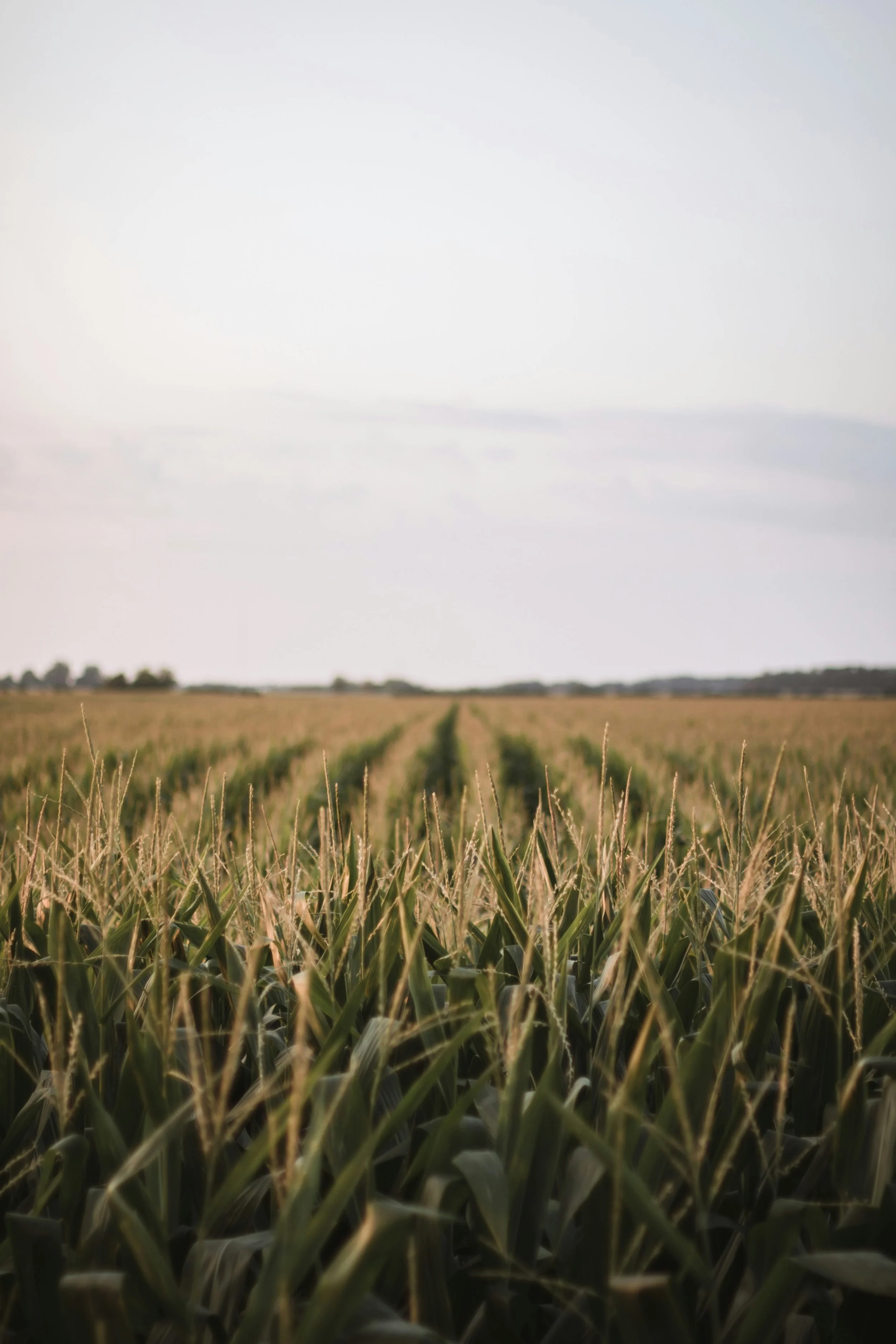 A wide view of a green cornfield under a cloudy sky, with rows of corn extending to the horizon.