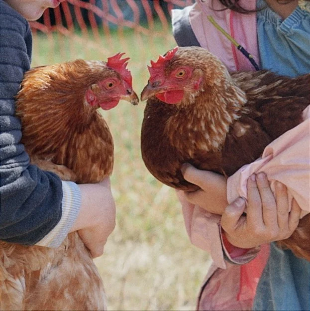Hofentdecker kuscheln mit den Hühnern.