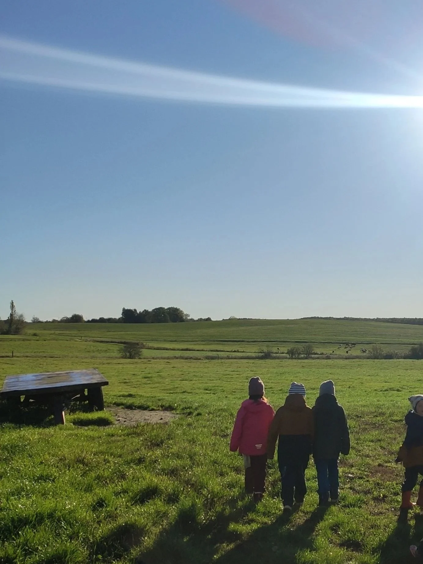 Ackerhelden auf unserer Weide bei Sonnenschein im Herbst.
