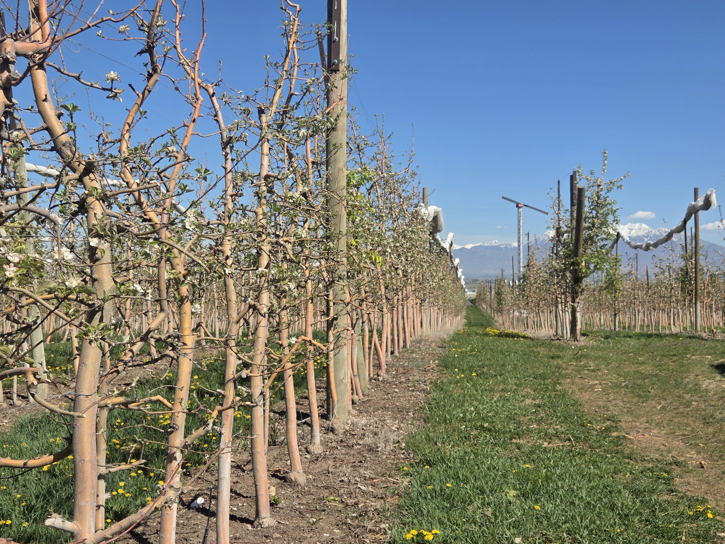 Apple high density Utah County.jpg