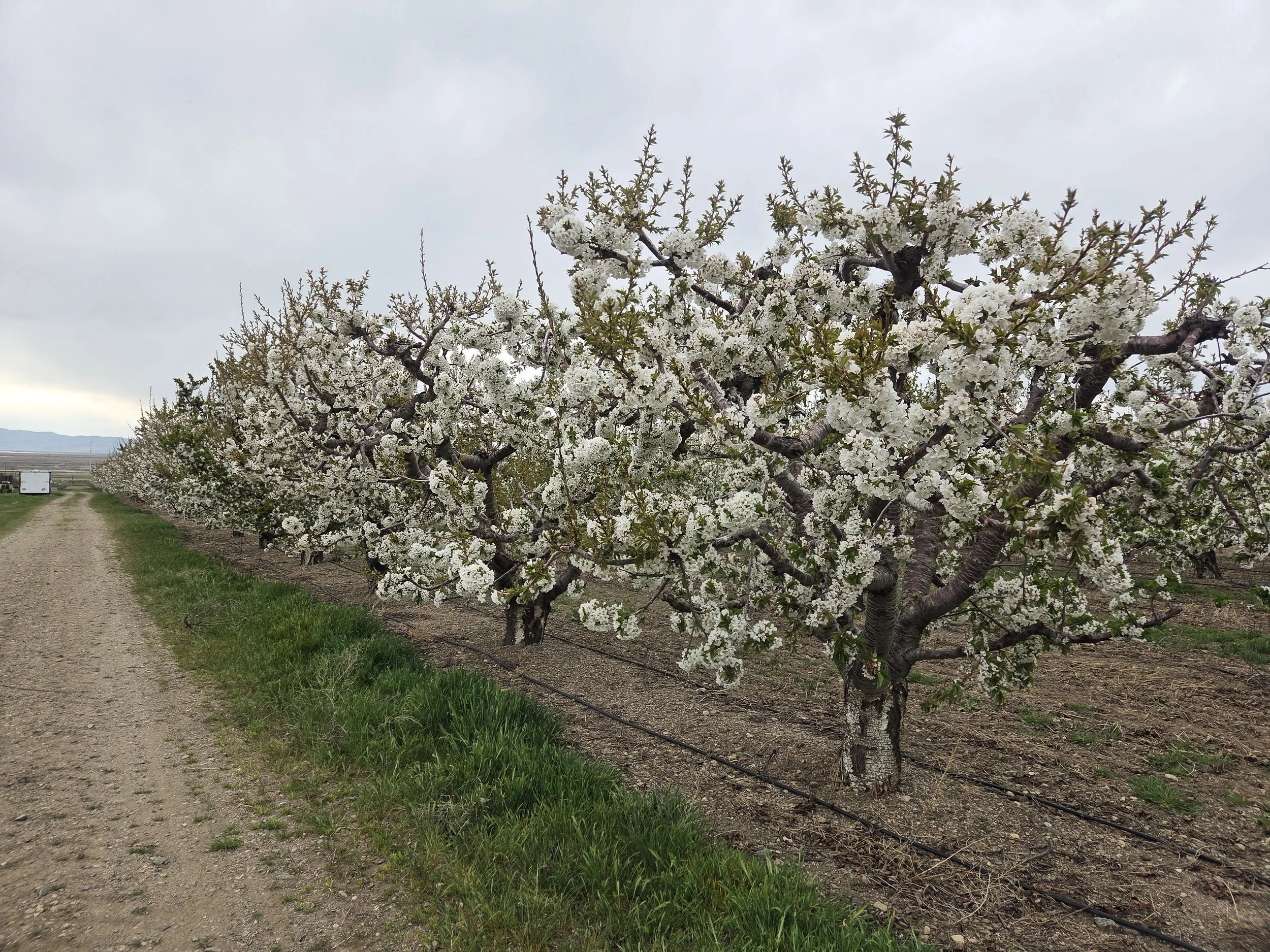 Apple orchard Perry 2026 (2).jpg