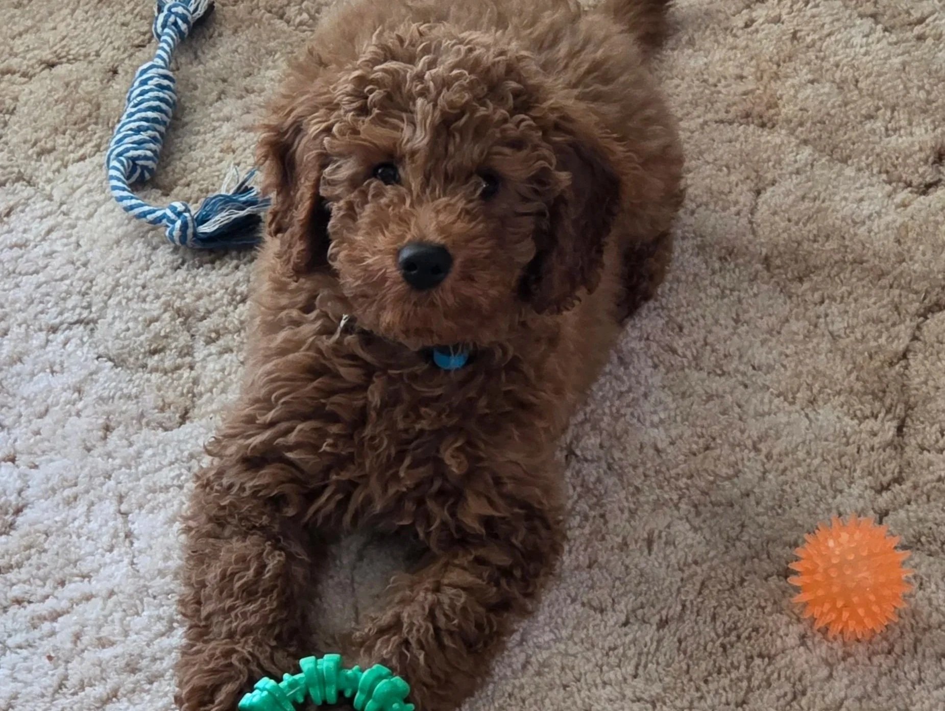 Goldendoodle ironstone training