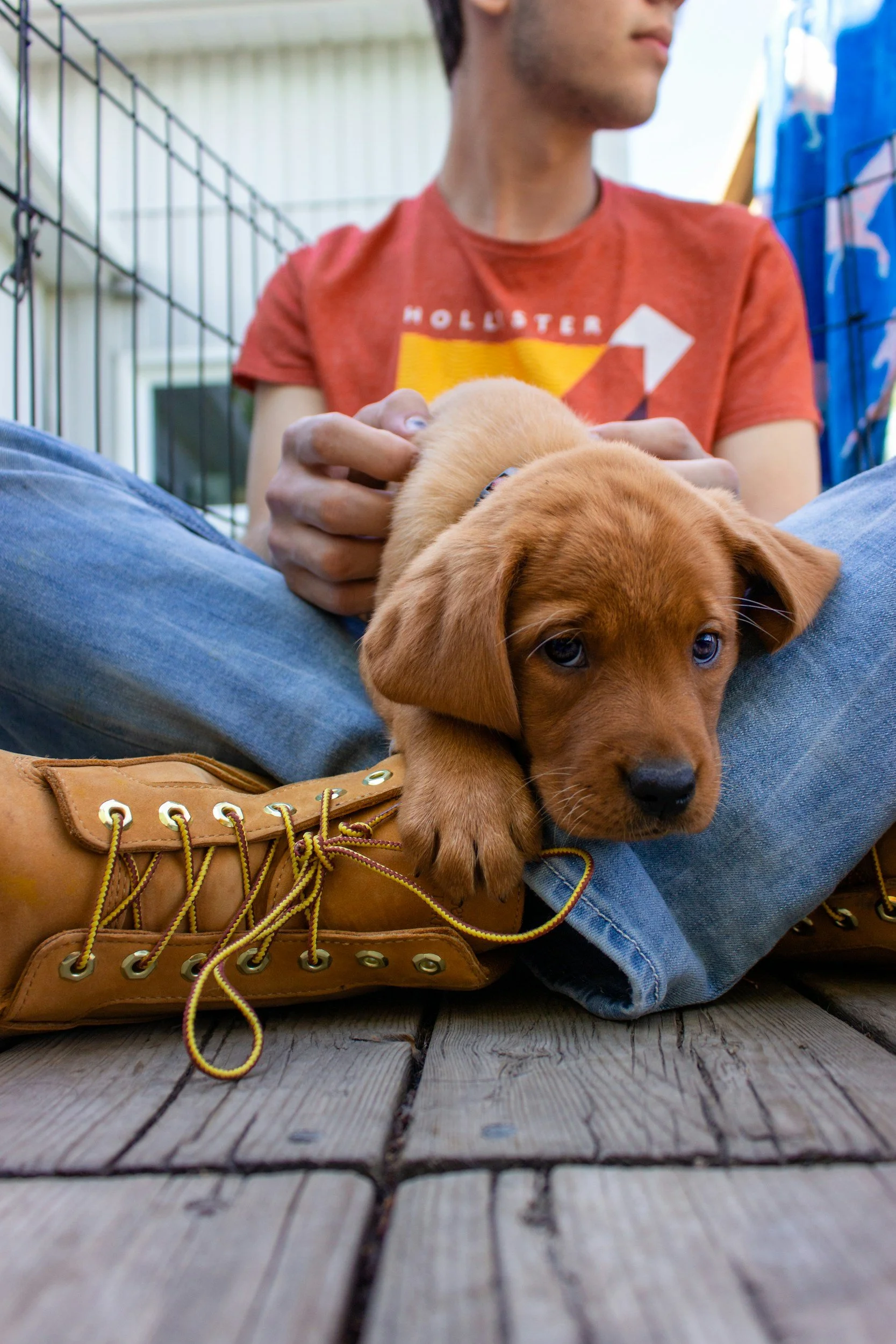 A person sitting on a wooden deck with a brown puppy on their lap, wearing yellow boots with laces, a red shirt, and blue jeans. The person is in front of a wire fence, with blue and white structures in the background.