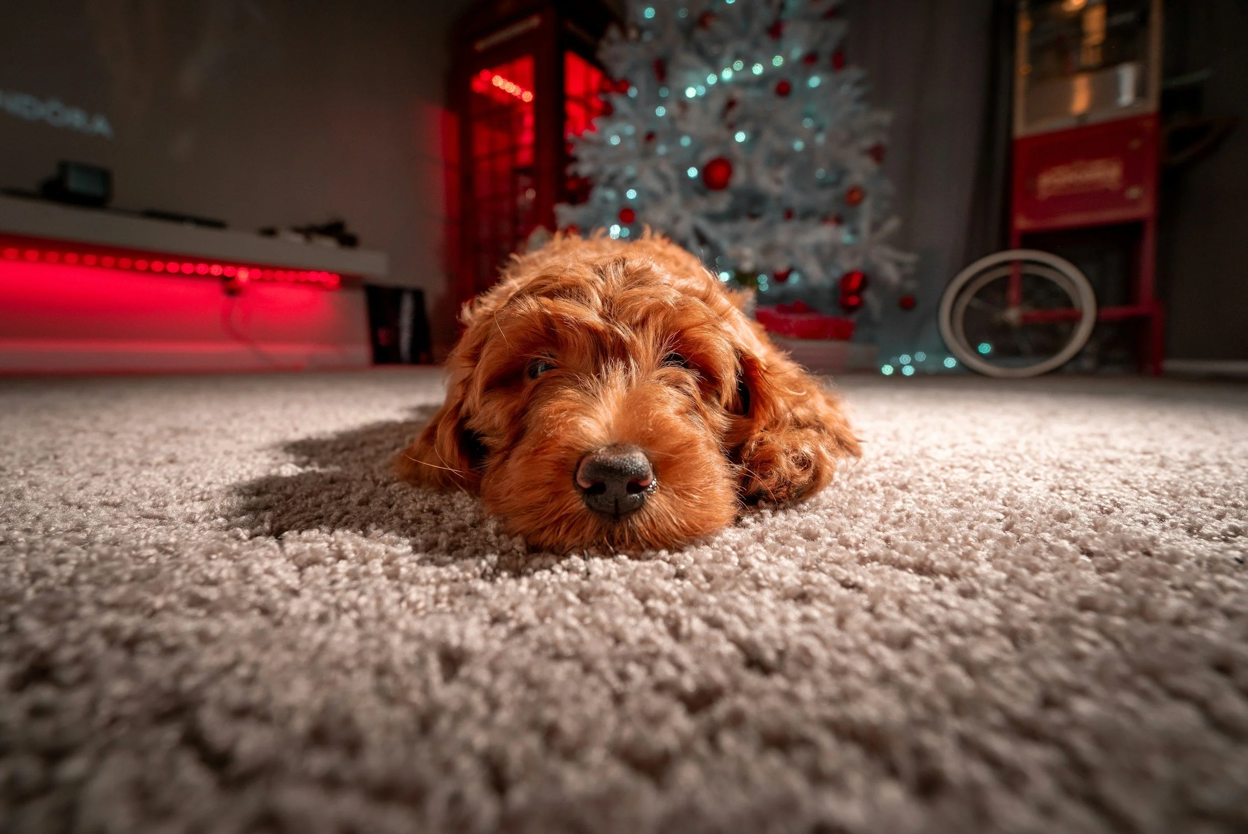 A brown puppy lying on a carpet with a Christmas tree decorated with red ornaments and lights in the background.