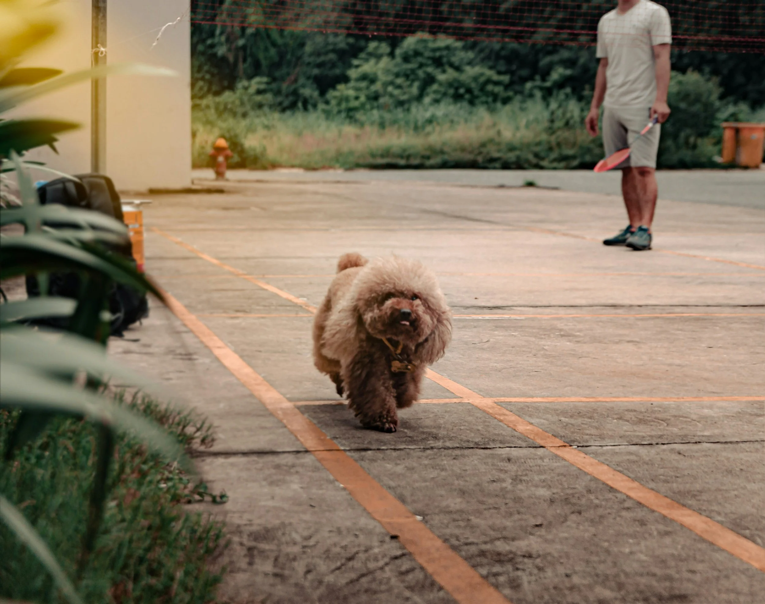 A fluffy brown dog walking on a concrete driveway with orange parking lines, while a man in shorts and a t-shirt holds a shovel in the background.