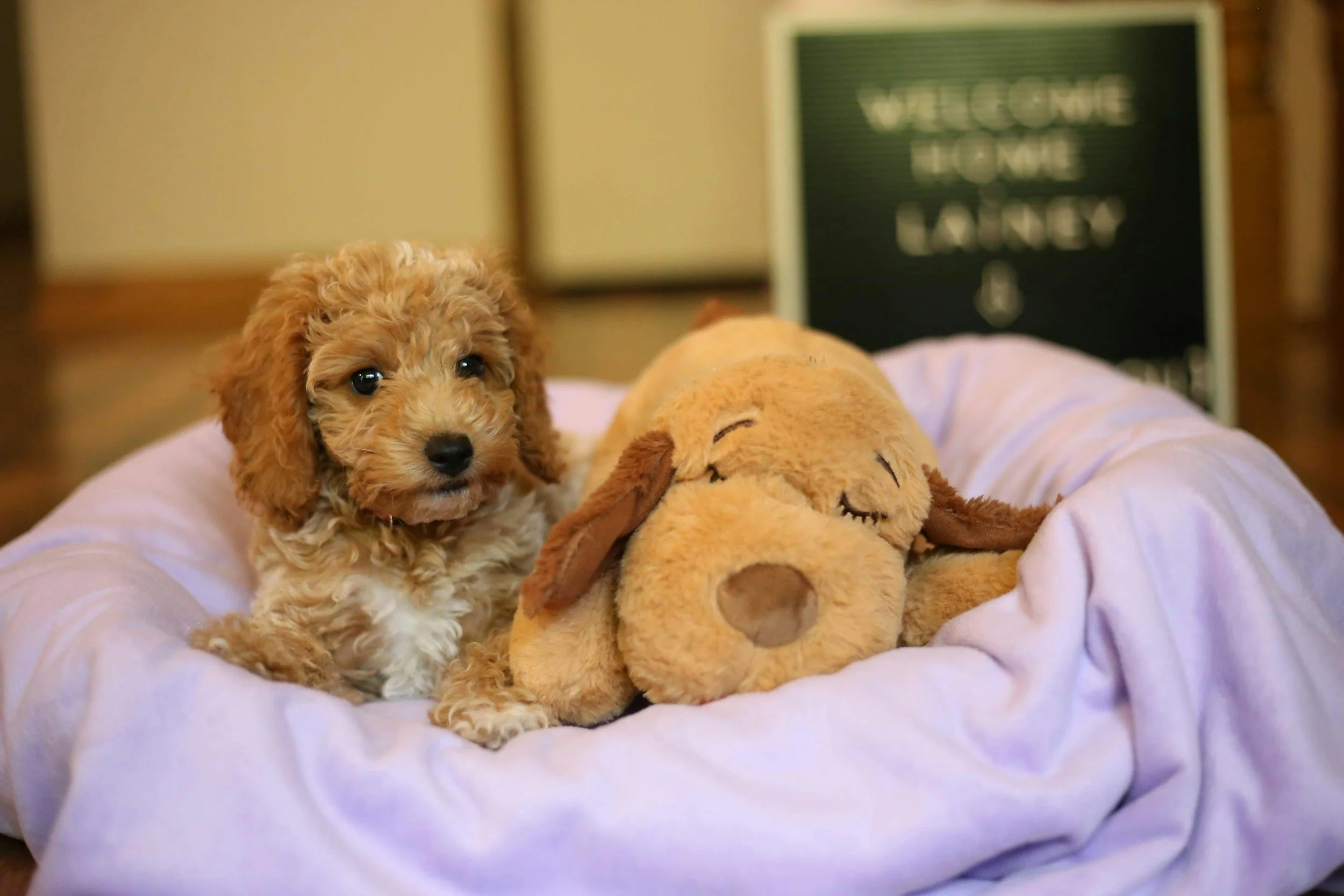 A small, curly-haired puppy sitting next to a plush sleeping dog on a pink cushion, with a signboard in the background that says 'Welcome Home Lainy.'
