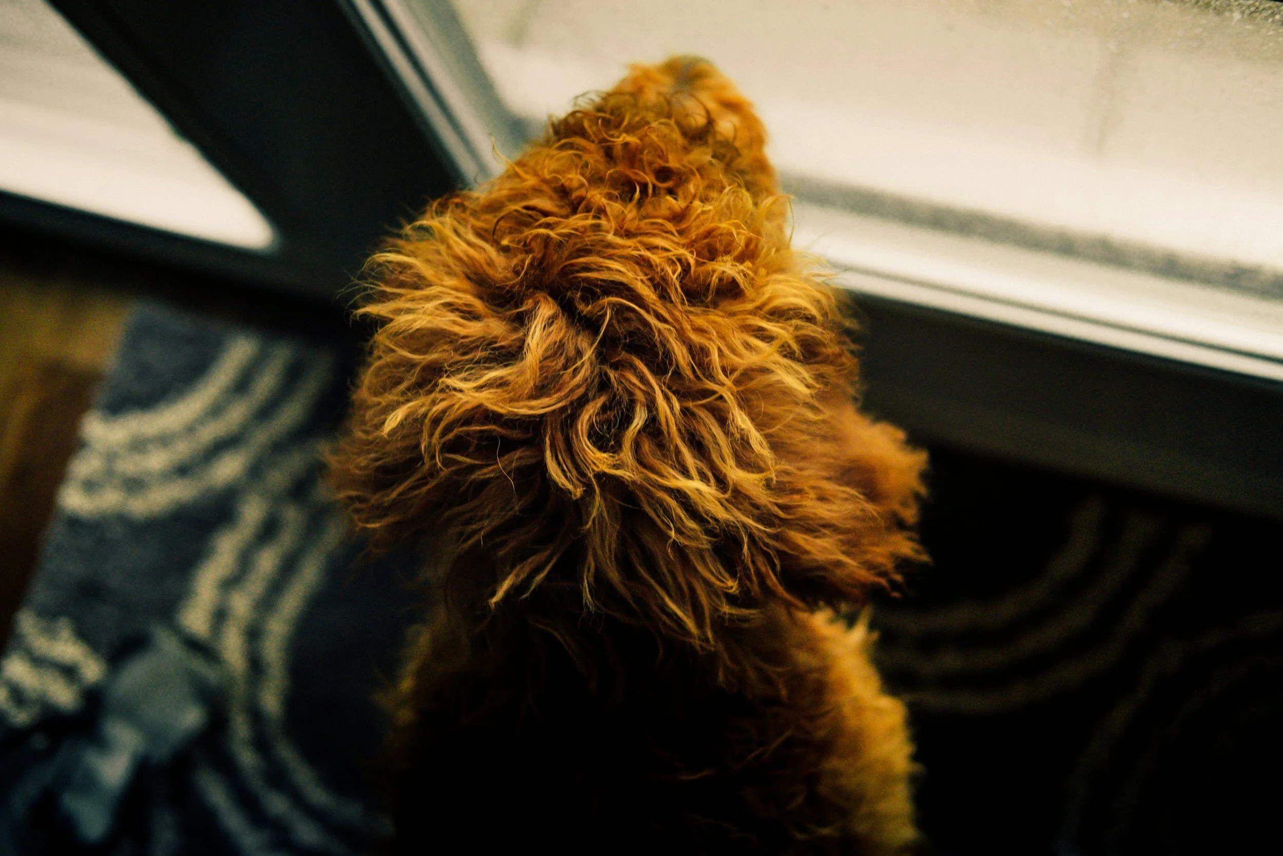 A curly-haired brown dog looking out a glass door as it waits outside.
