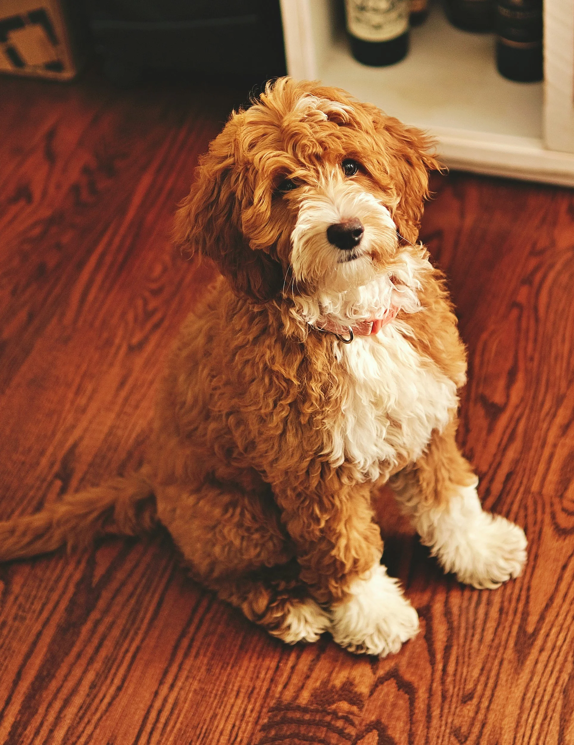 A fluffy, curly-haired brown and white puppy sitting on a wooden floor, looking up at the camera.