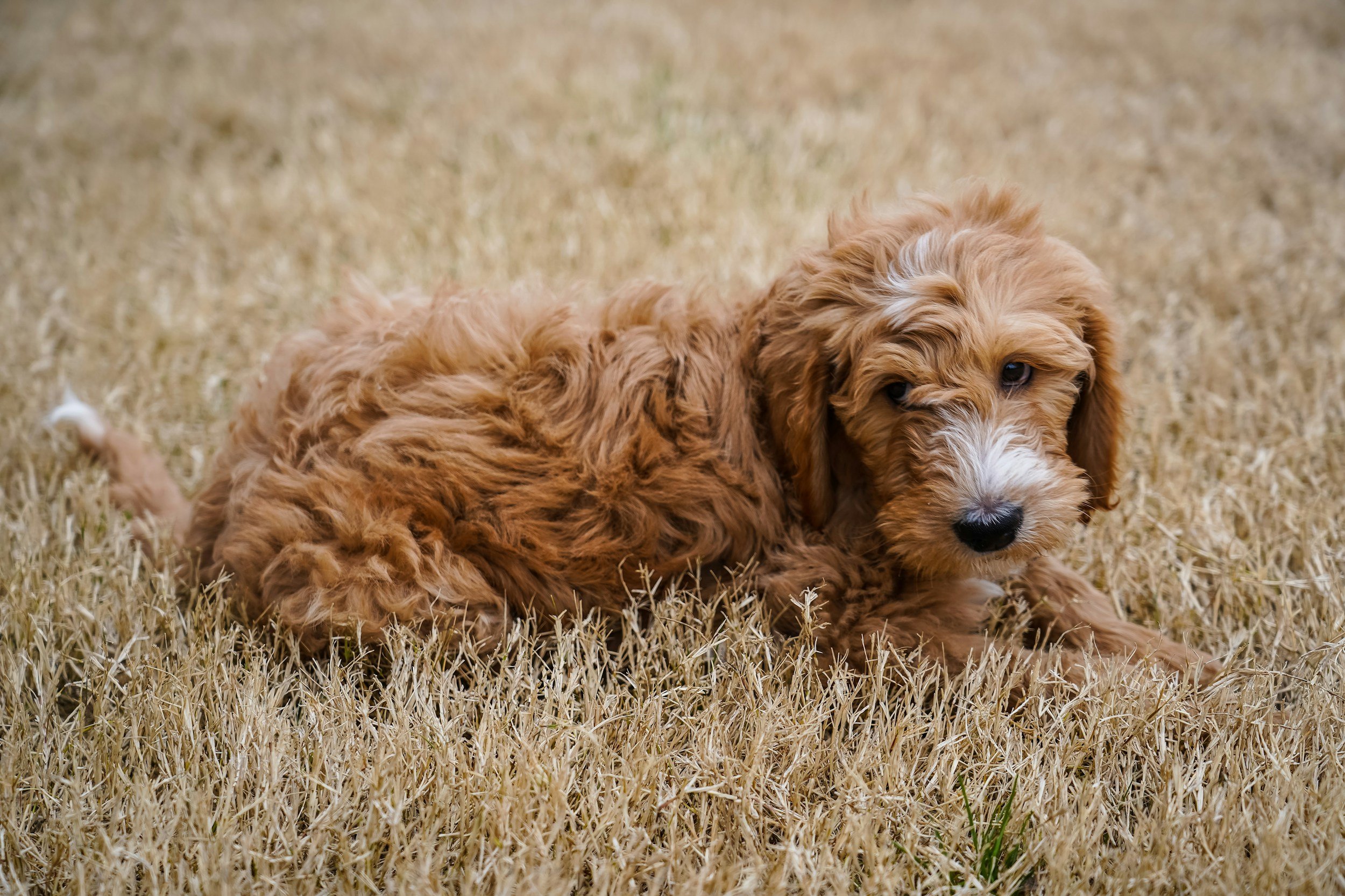 A fluffy brown puppy lying on a dry, tan grass field, looking at the camera.