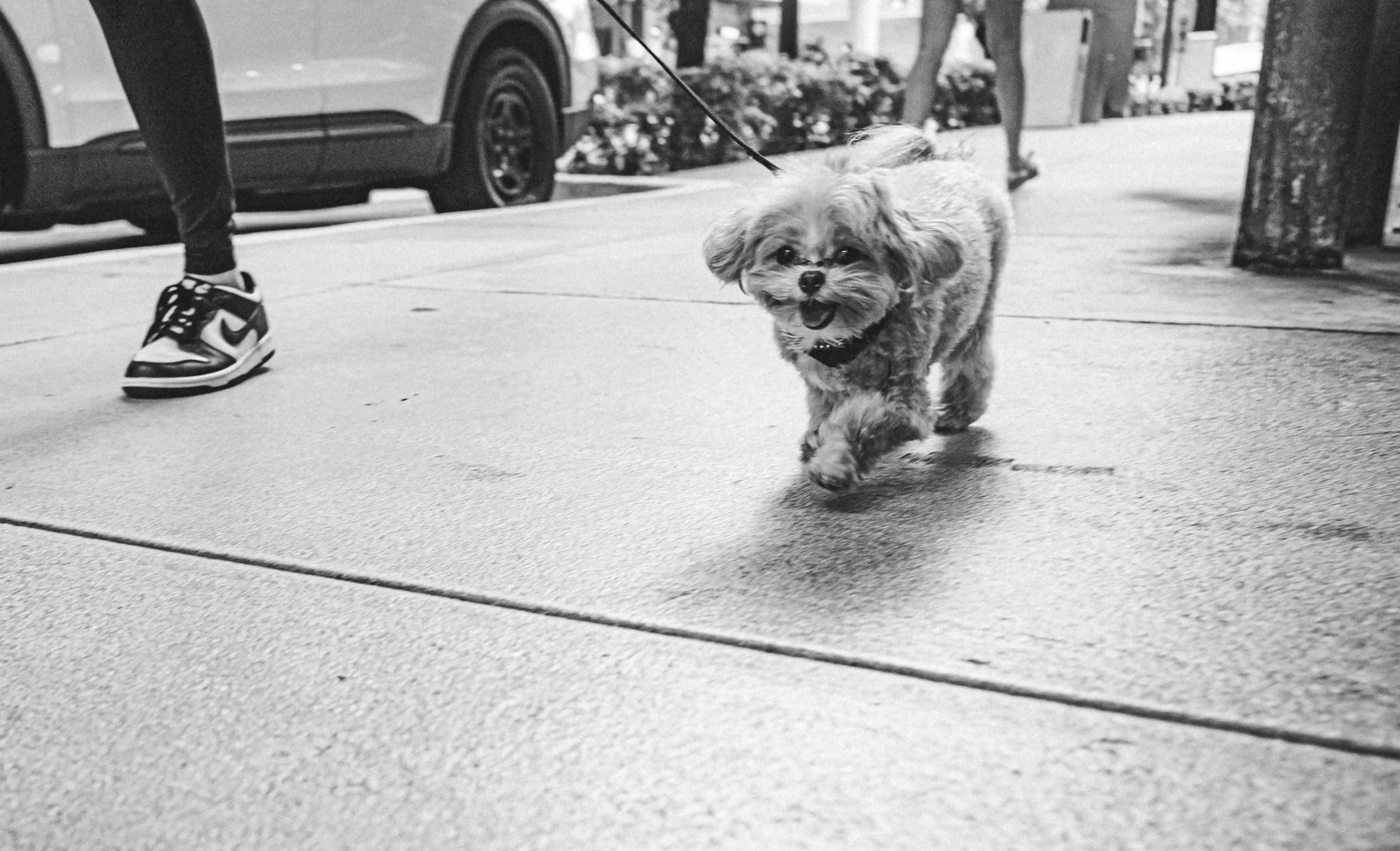A small fluffy dog walking on a sidewalk next to a person wearing black Nike sneakers, with parked cars and store fronts in the background.