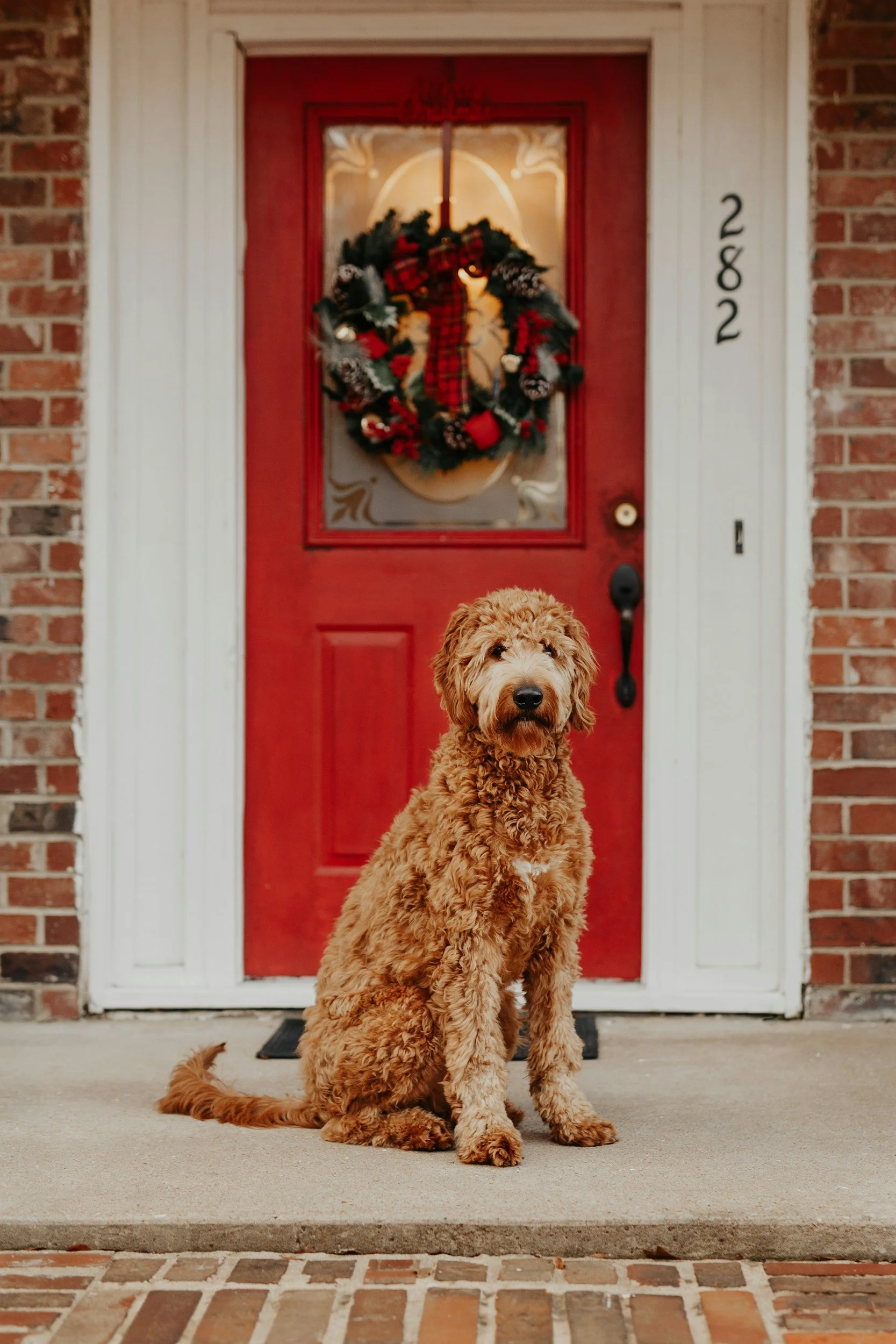 A golden-colored dog with curly fur sitting on a front porch in front of a red door decorated with a holiday wreath.