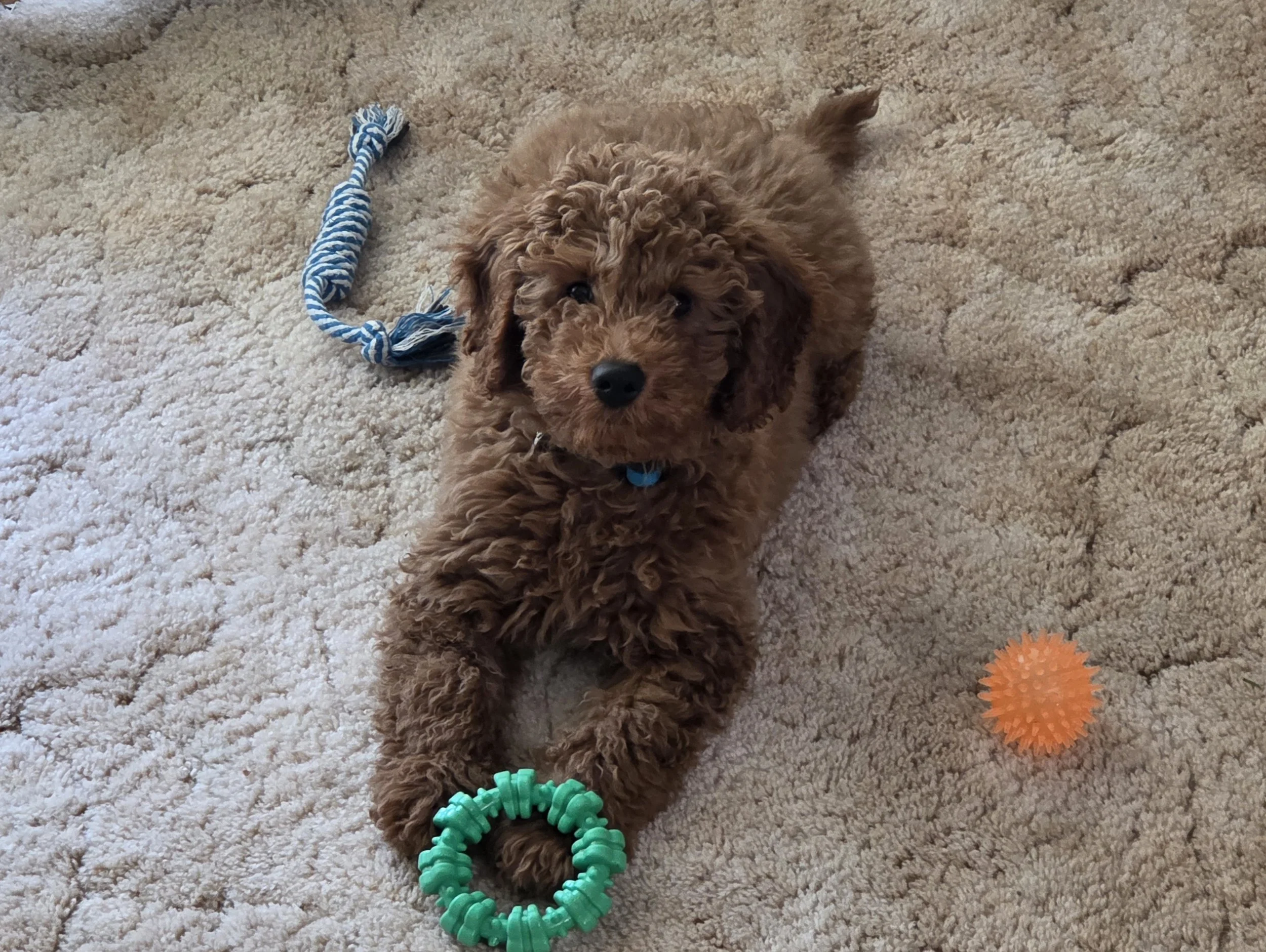 Meet Charlie: The Heart &amp; Future of Ironstone