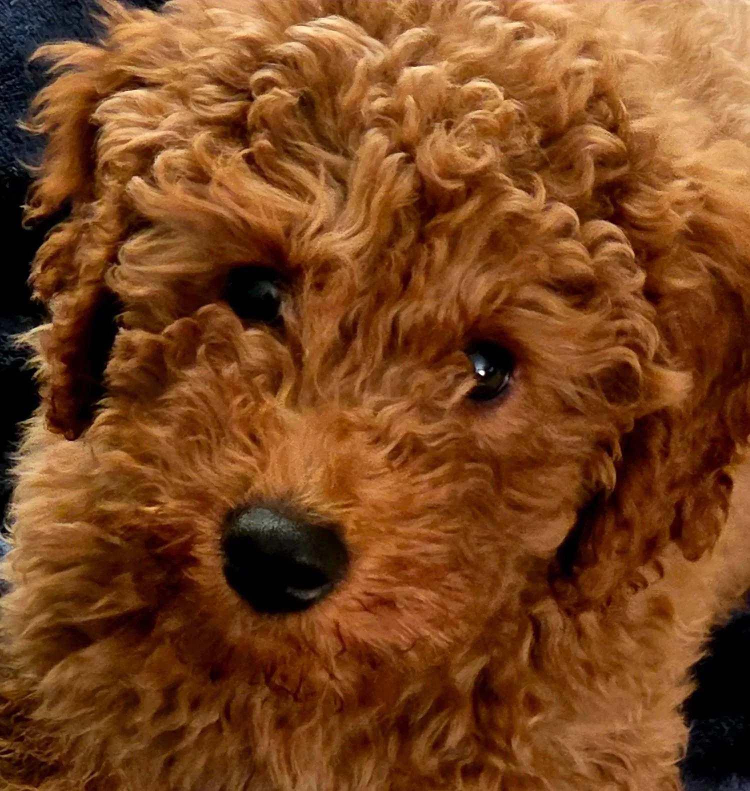 F1 vs. F1b vs. Multigen: Decoding the Goldendoodle Coat