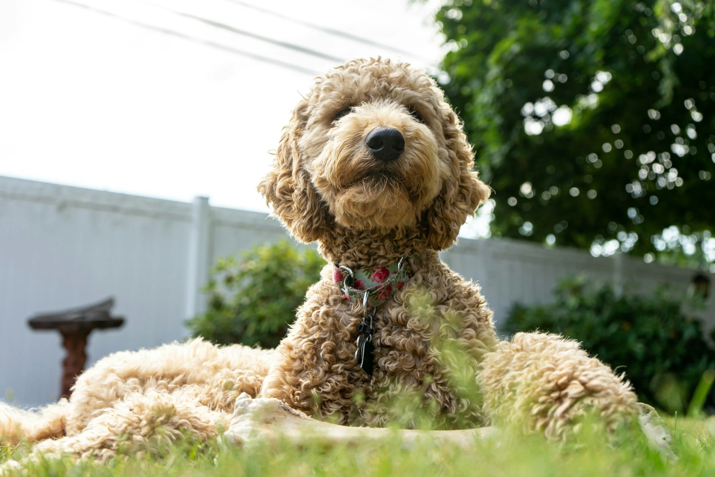 Male vs. Female Goldendoodles: Debunking the Myths