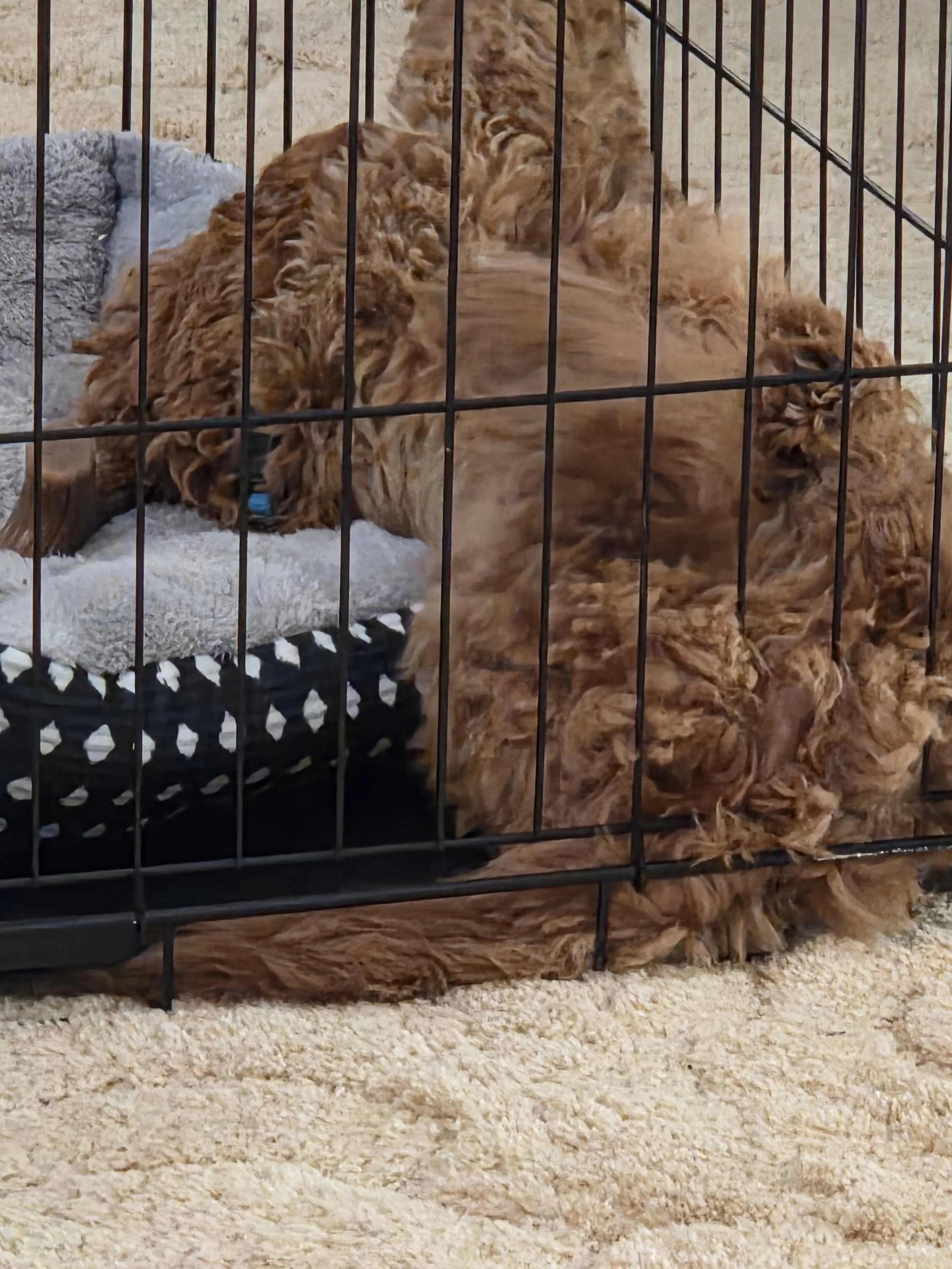 Charlie, a 13-week-old Mini Goldendoodle, sitting calmly inside his wire crate with a divider and a soft toy.