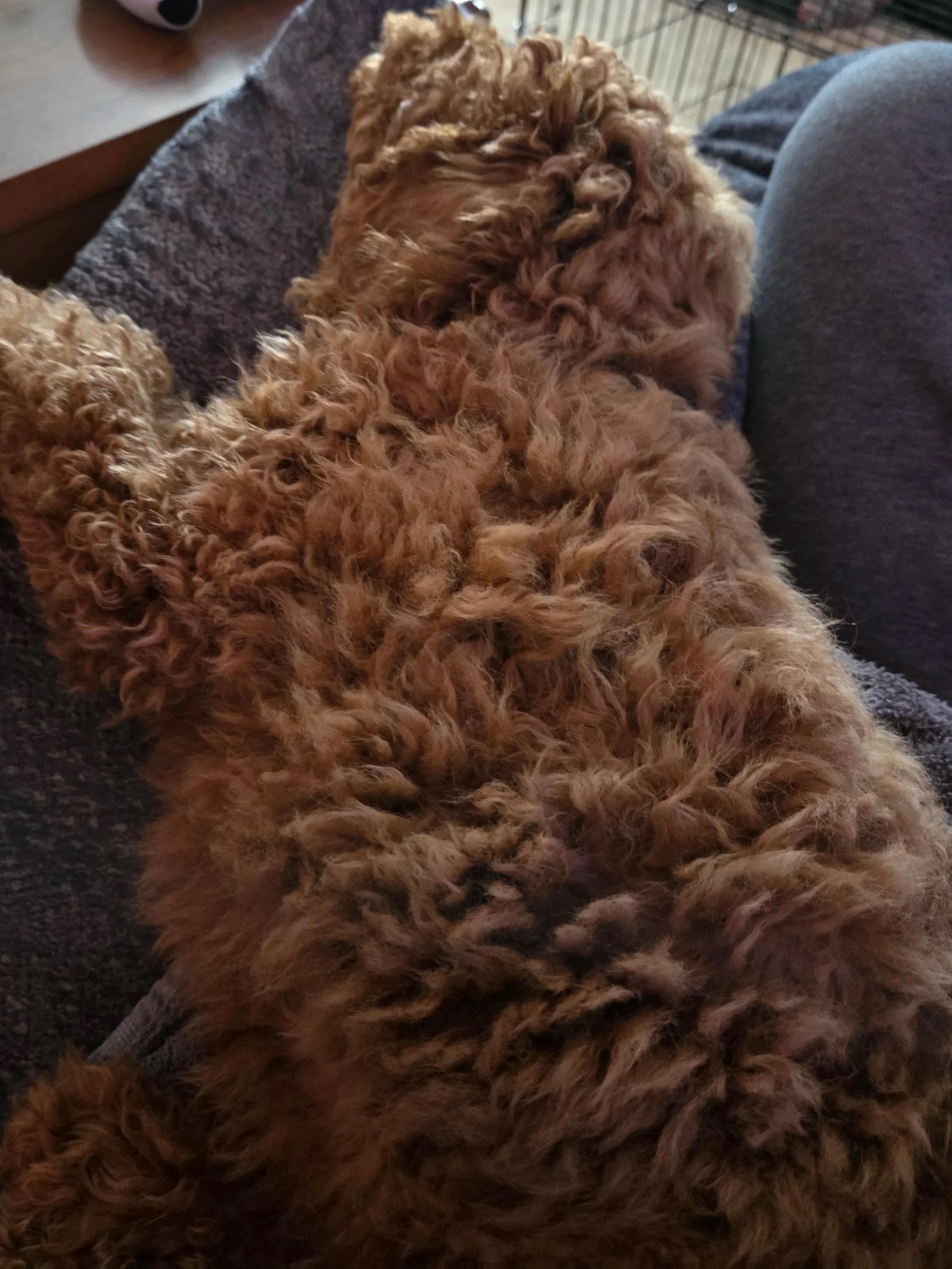 Charlie, my Mini Goldendoodle, looking up at the camera with a tilted head while sitting on a training mat.