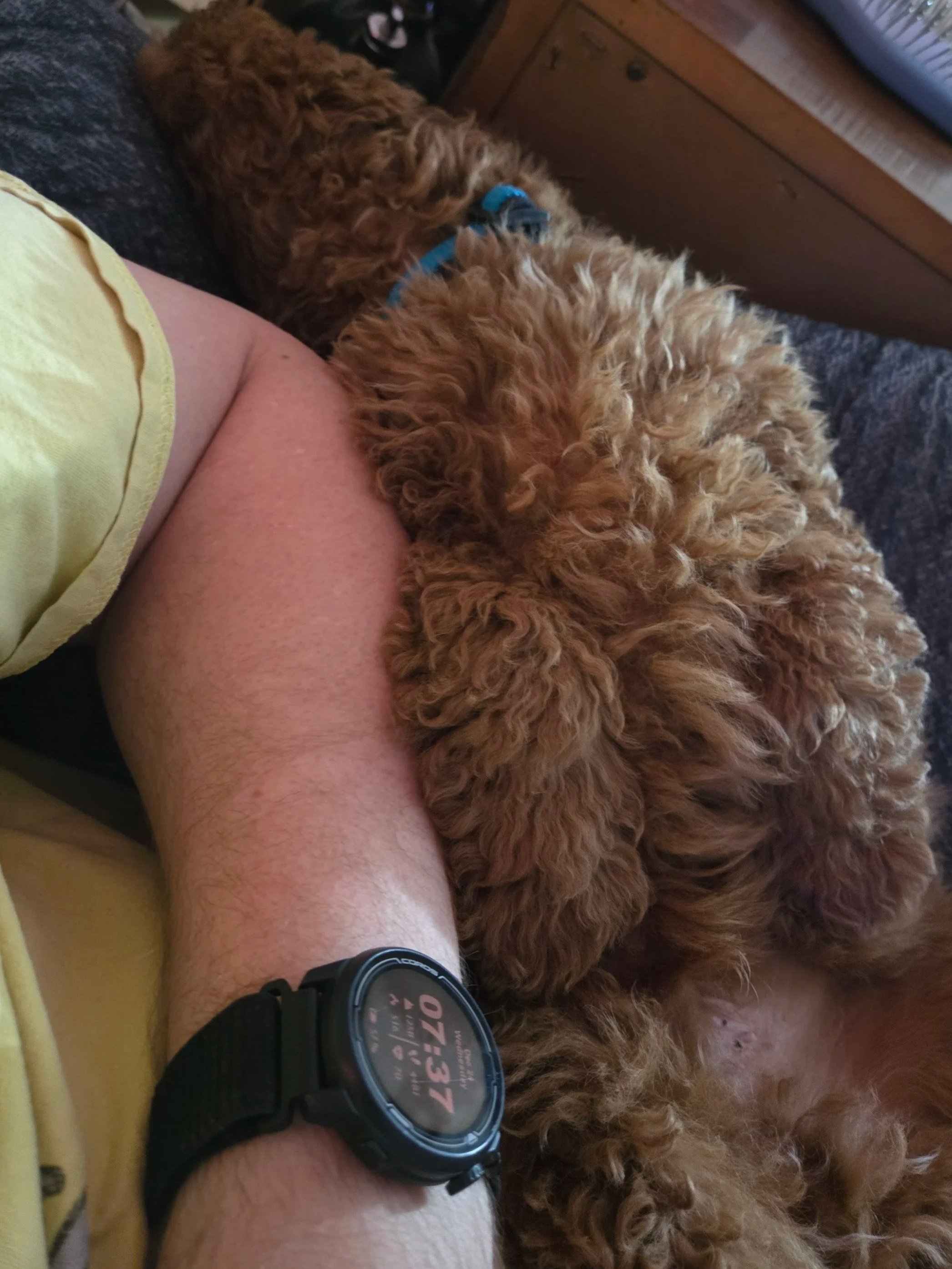 My Mini Goldendoodle Charlie sitting politely on a rug, showing off his calm behavior after a training session.