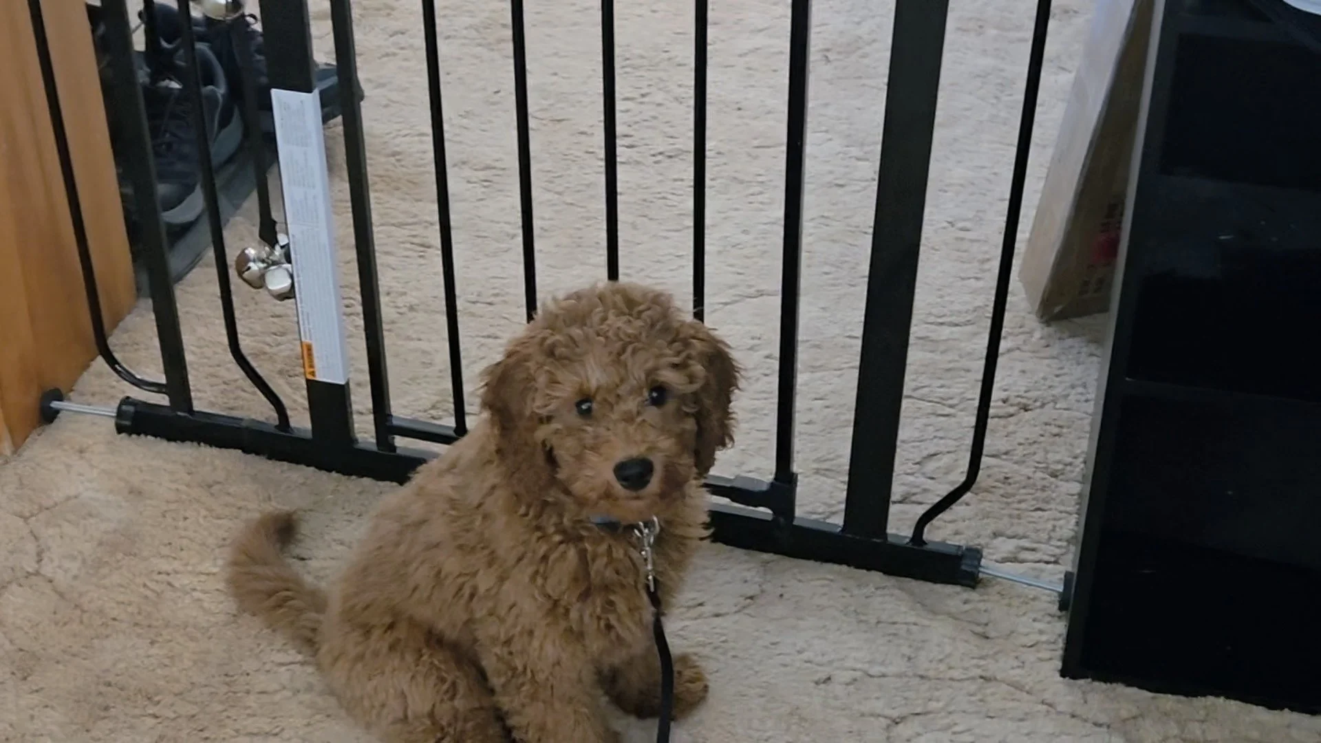 My Mini Goldendoodle, Charlie, sitting patiently by the door waiting for his scheduled potty break.