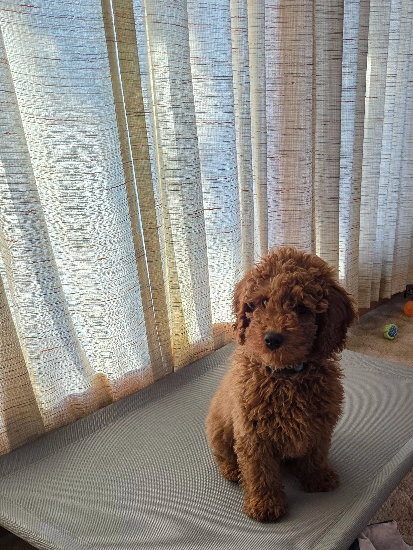 Charlie, my 13-week-old Mini Goldendoodle, sitting at an open front door and waiting for his release command before stepping out.