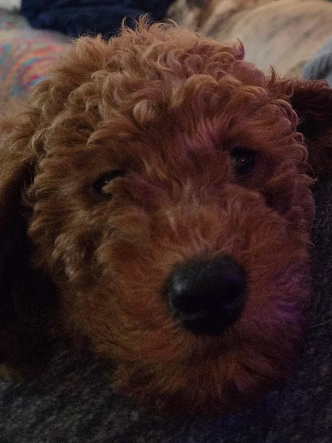 A close-up of Charlie’s 13-week-old Mini Goldendoodle coat, showing the soft waves and clean, mat-free fur.