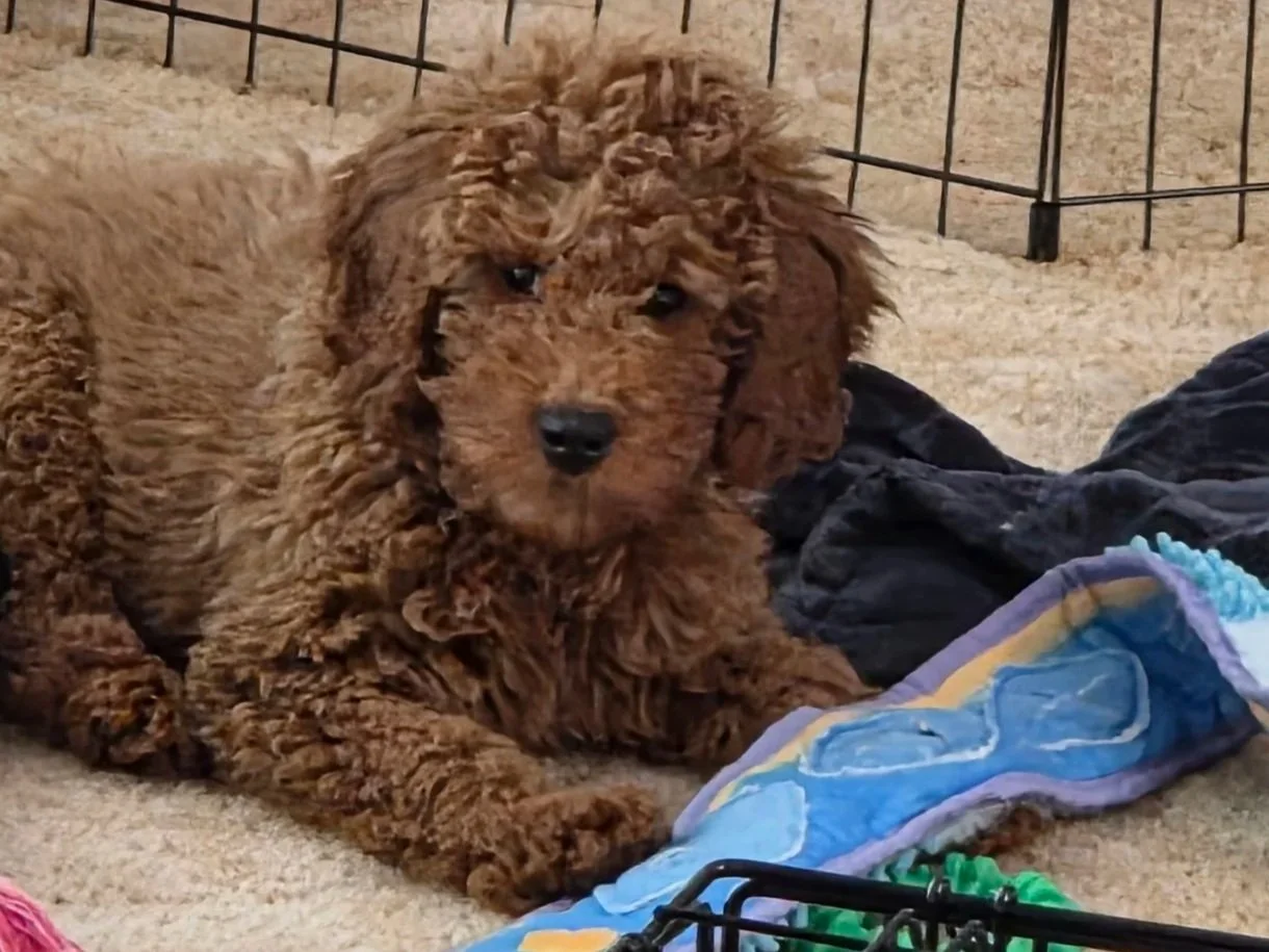 My Mini Goldendoodle, Charlie, happily chewing on a durable, non-toxic rubber ring toy in the living room.