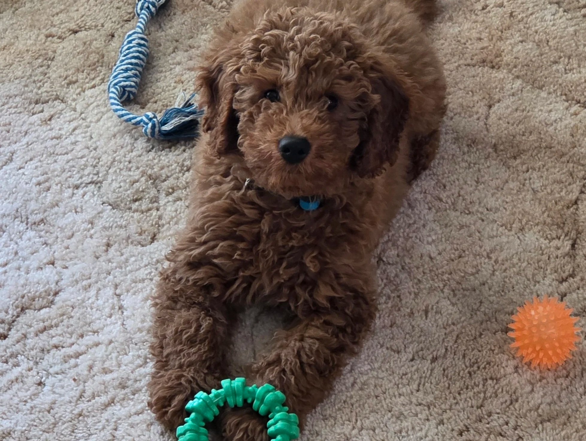 Charlie, my 13-week-old Mini Goldendoodle, sitting calmly next to a organized setup of puppy supplies like a crate, bowls, and a leash.