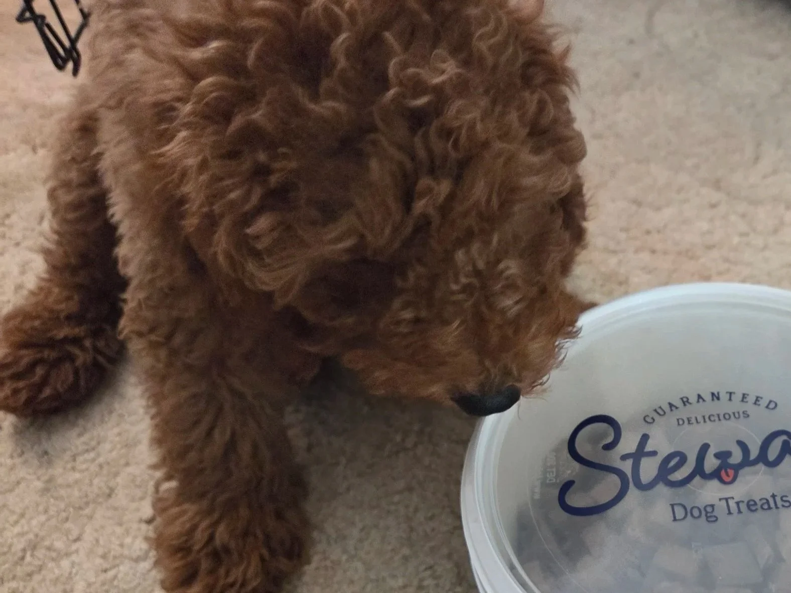 A chart showing the weekly weight gain of Charlie, my Mini Goldendoodle, from 8 weeks to 13 weeks.