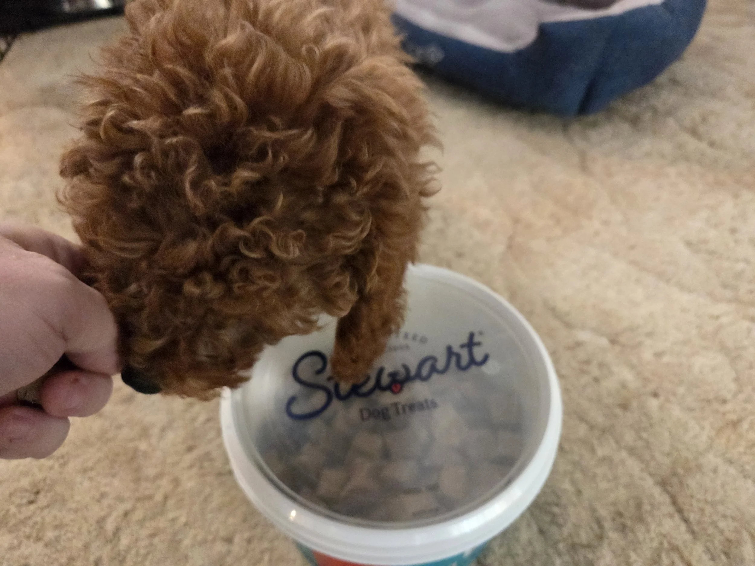 Charlie, my 13-week-old Mini Goldendoodle, sitting patiently next to his stainless steel food bowl.
