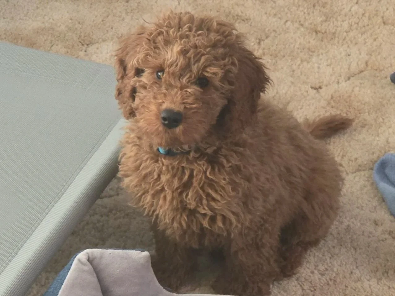 My Mini Goldendoodle, Charlie, looking fluffy and well-groomed after a home brushing session.