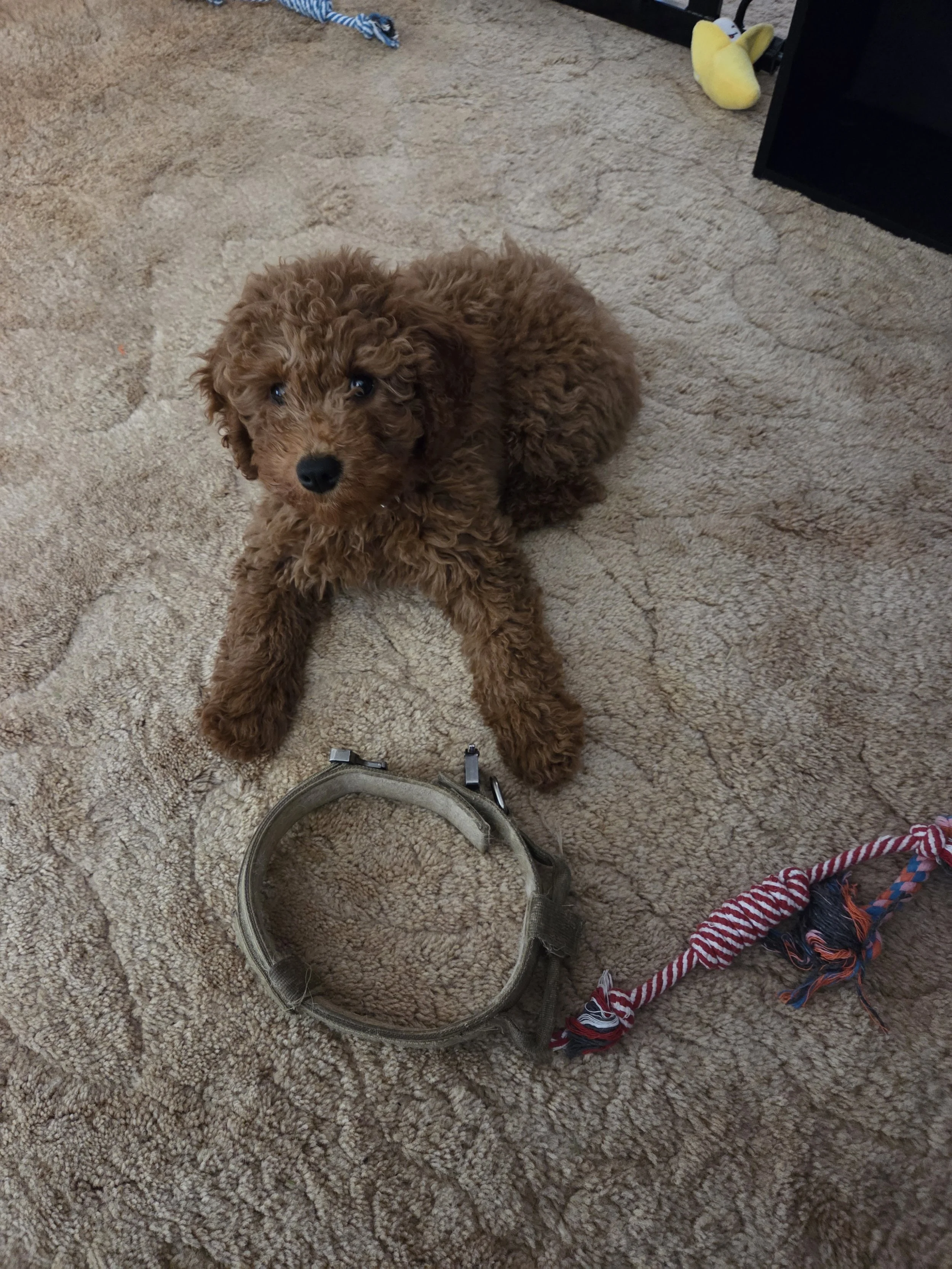 Charlie, my 13-week-old Mini Goldendoodle, sitting calmly on a blanket inside a shopping cart at a home improvement store.