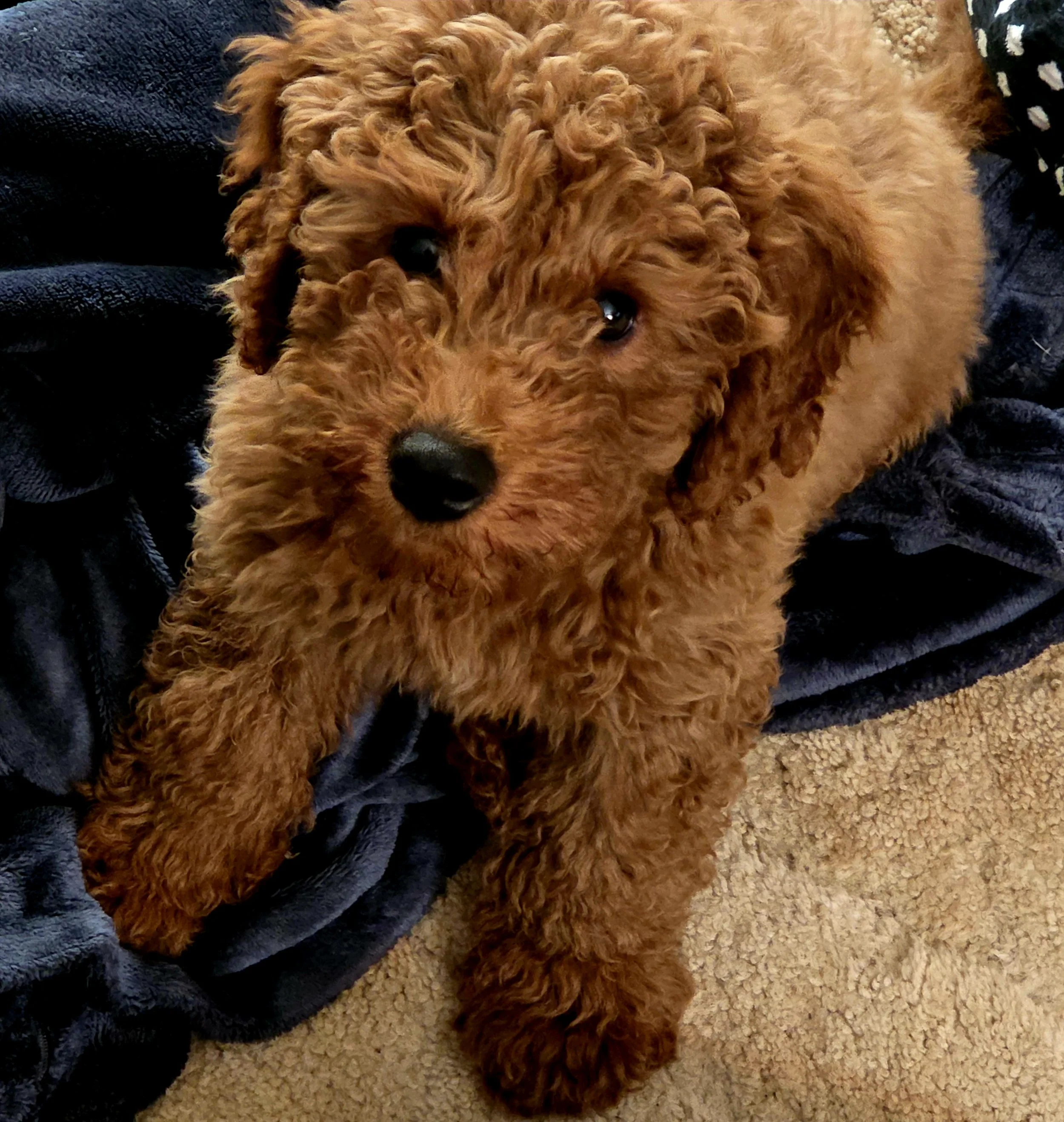 Charlie, my 13-week-old Mini Goldendoodle, sitting and making perfect eye contact with me while we are outside.