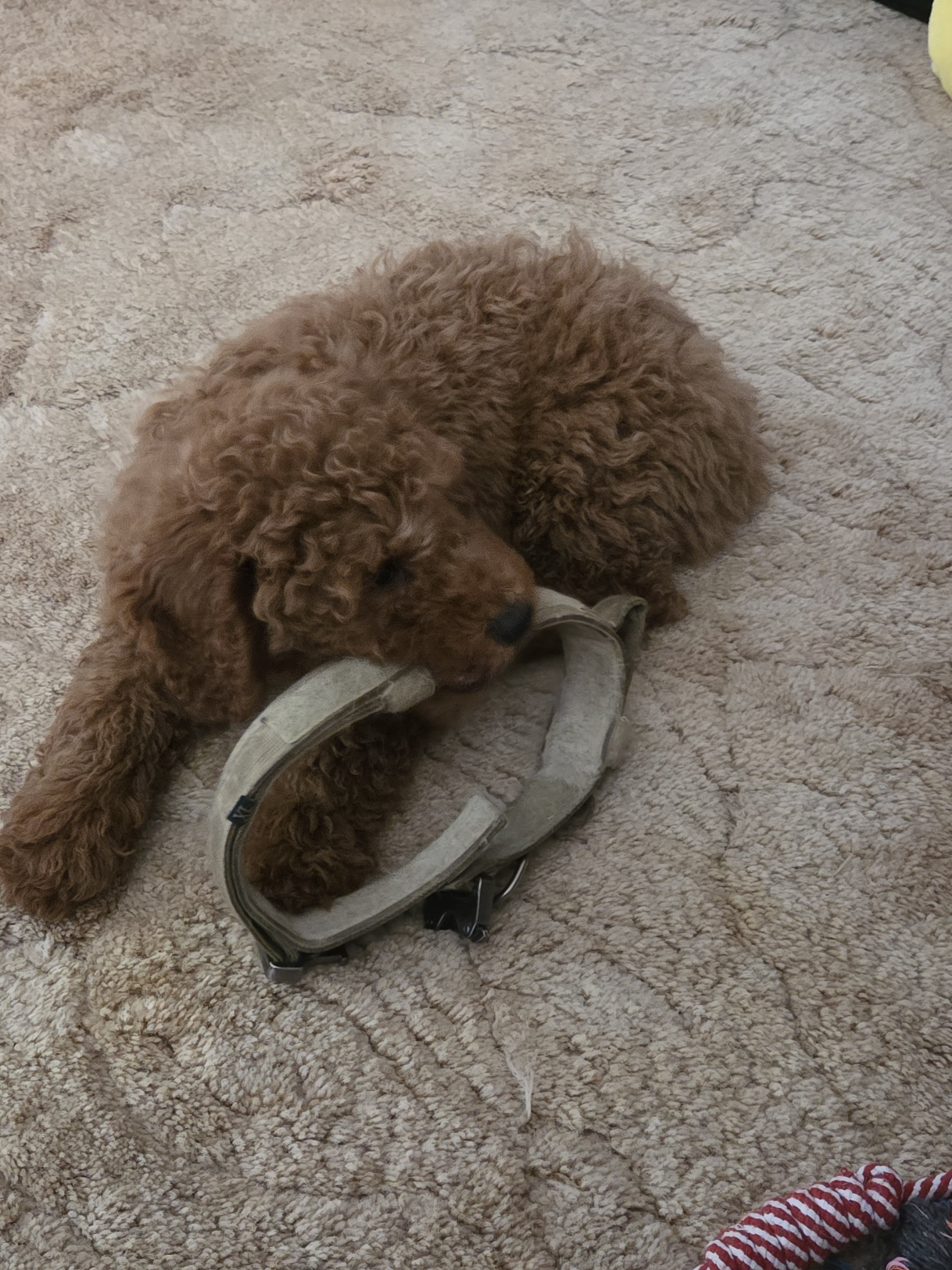 Charlie, my 13-week-old Mini Goldendoodle, sitting calmly on a raised table while I gently examine his paws.