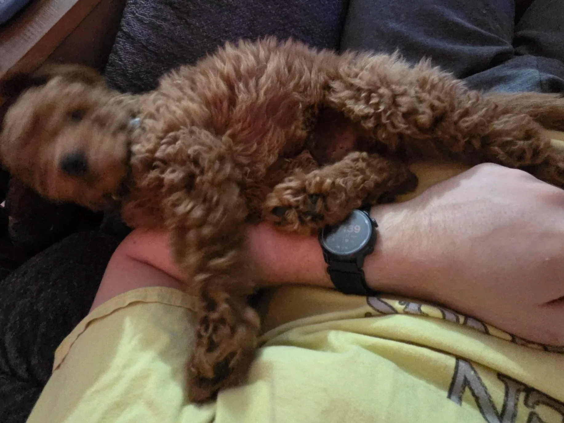 Charlie, my Mini Goldendoodle, sitting focused and looking at me while a piece of food lies untouched on the floor just inches from his paws.