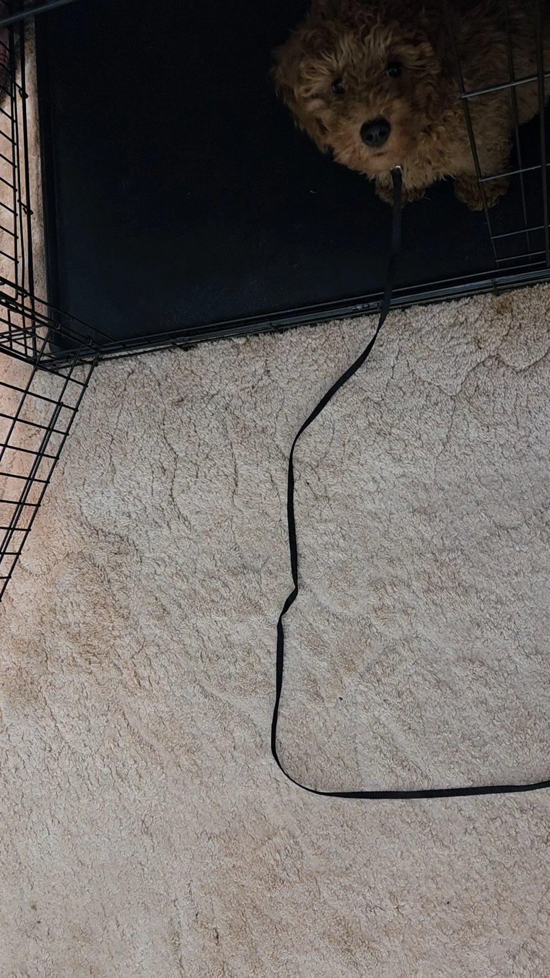 Charlie, my Mini Goldendoodle, lying calmly at my feet while his leash is looped around my waist or a heavy piece of furniture.