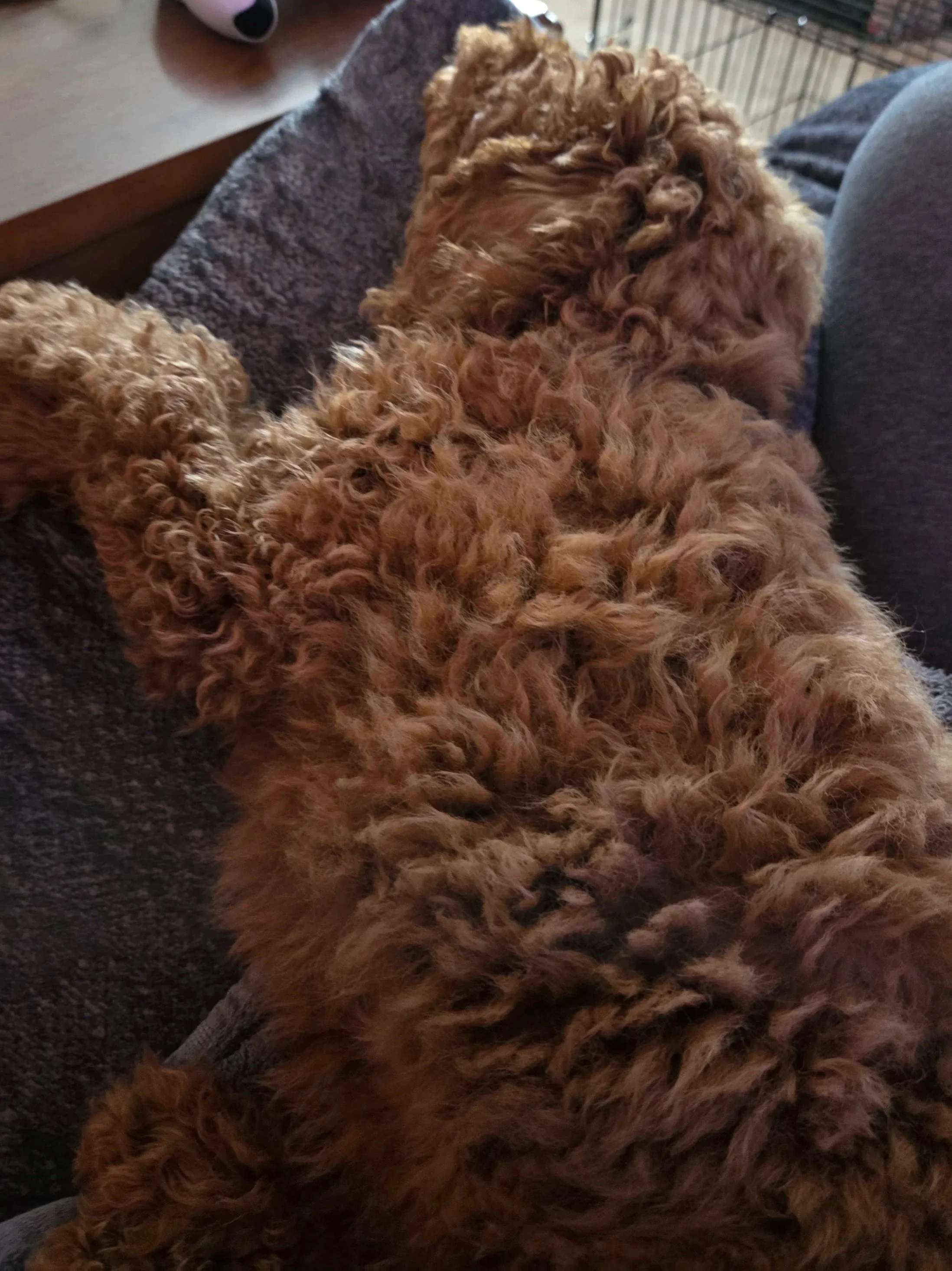 Charlie, my Mini Goldendoodle, sitting on a professional grooming table, looking well-maintained.