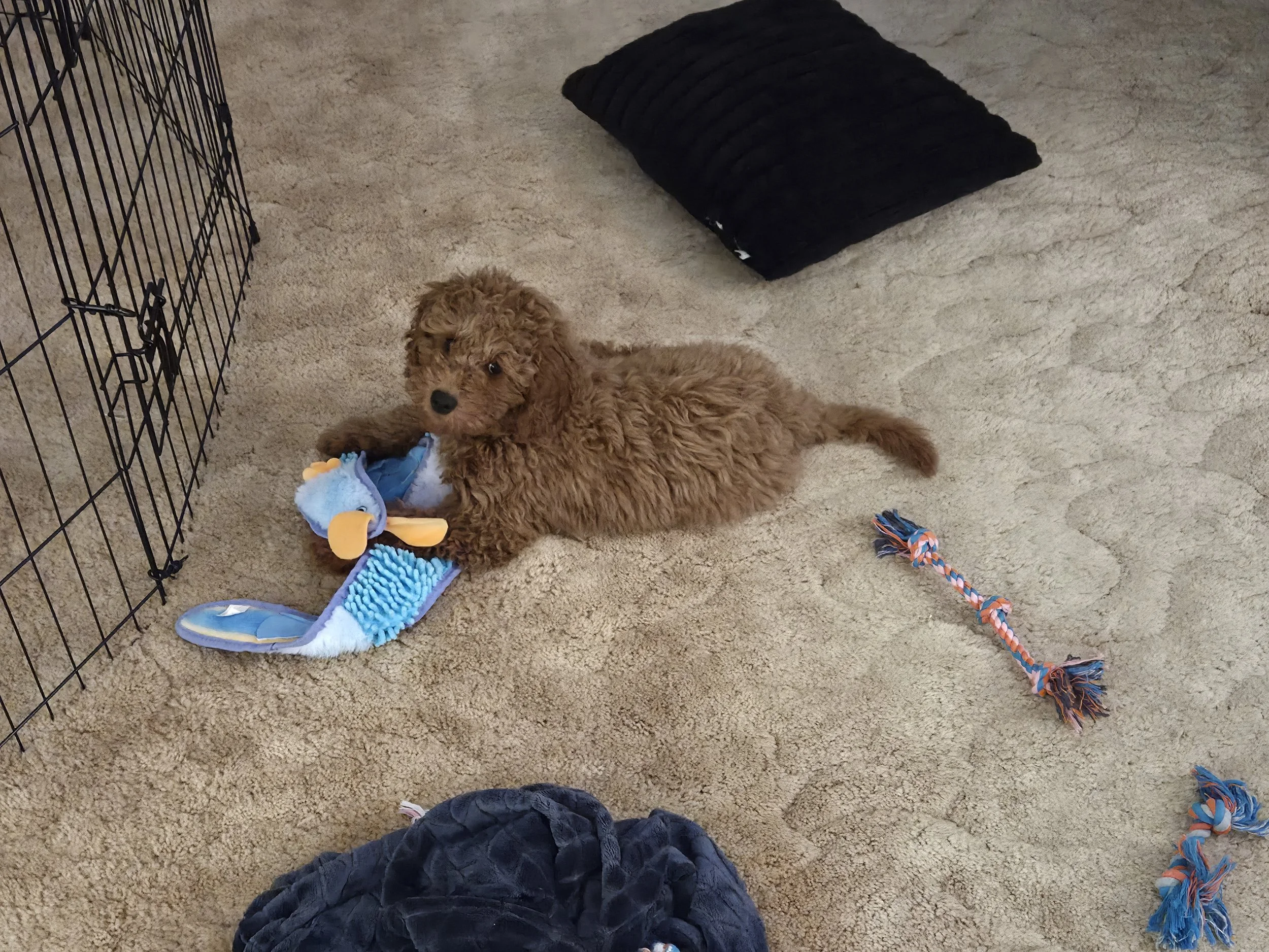 Goldendoodle puppy running fast indoors during evening zoomies