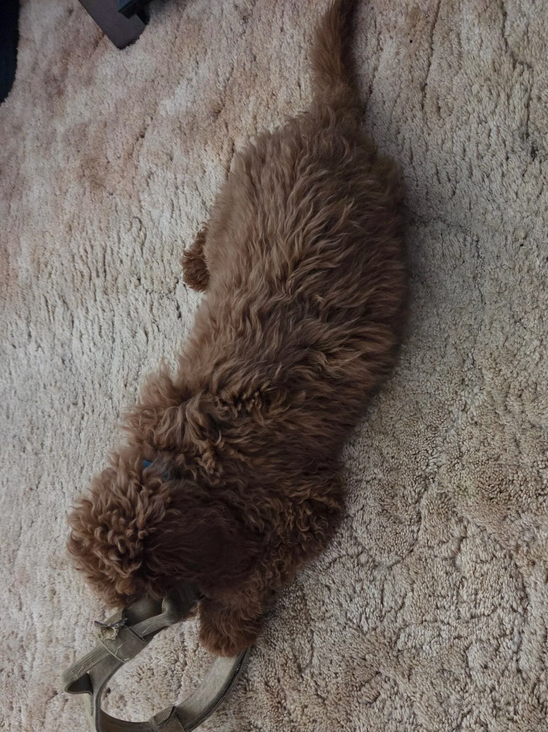 Charlie, my 13-week-old Mini Goldendoodle, sitting calmly in a small apartment living room next to his toy basket.