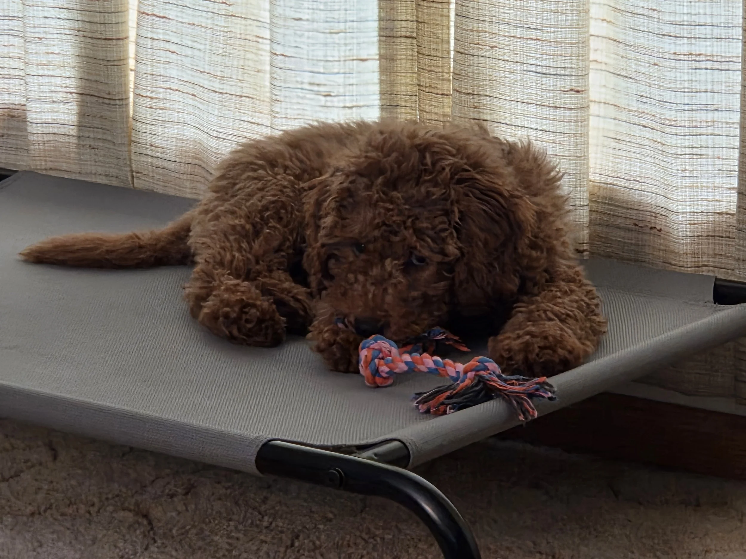 My Mini Goldendoodle Charlie sitting politely while a child stands nearby (demonstrating safe distance and boundaries).
