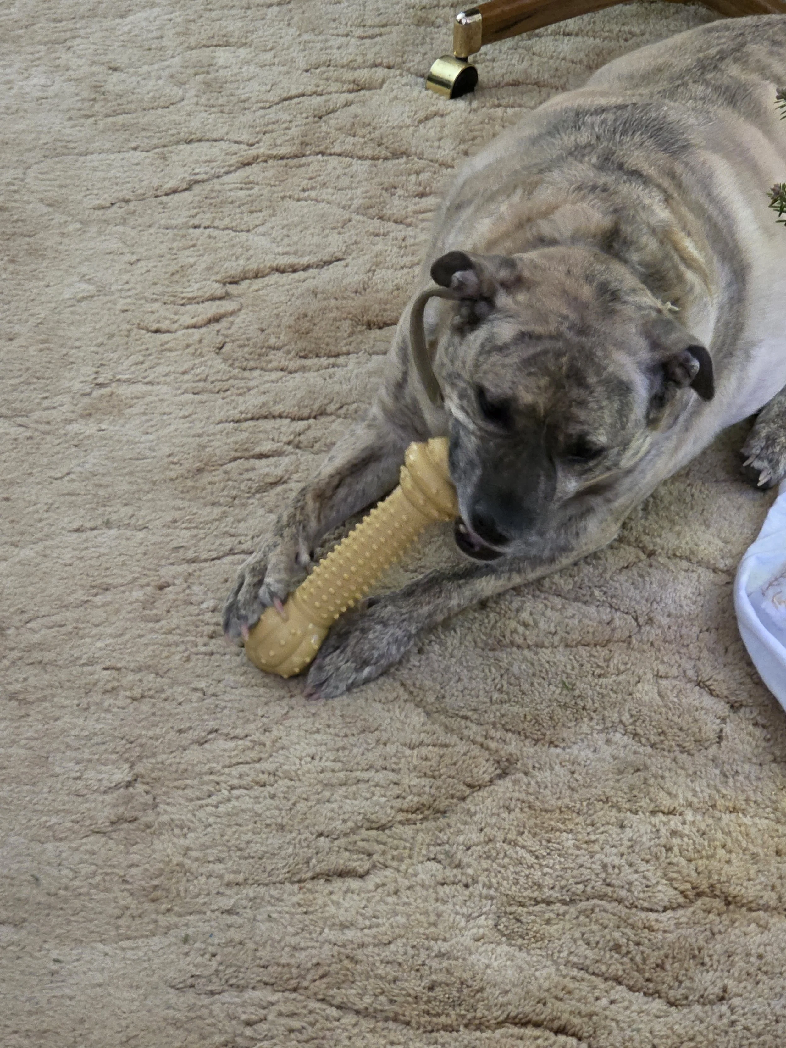Charlie, my 13-week-old Mini Goldendoodle, sitting calmly next to an older, well-behaved adult dog.