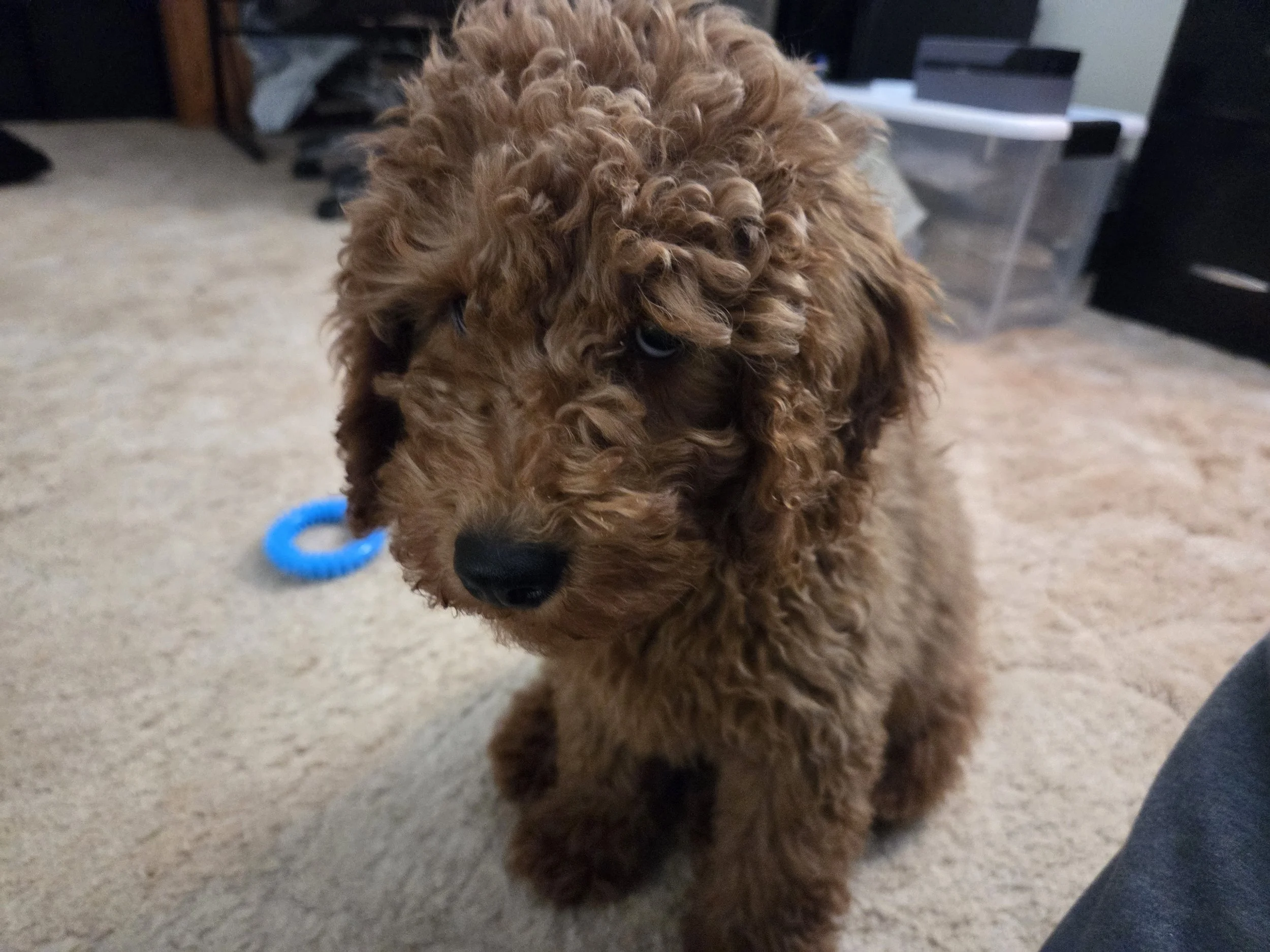 Goldendoodle Separation Anxiety: How to Teach Your Puppy to Be Alone