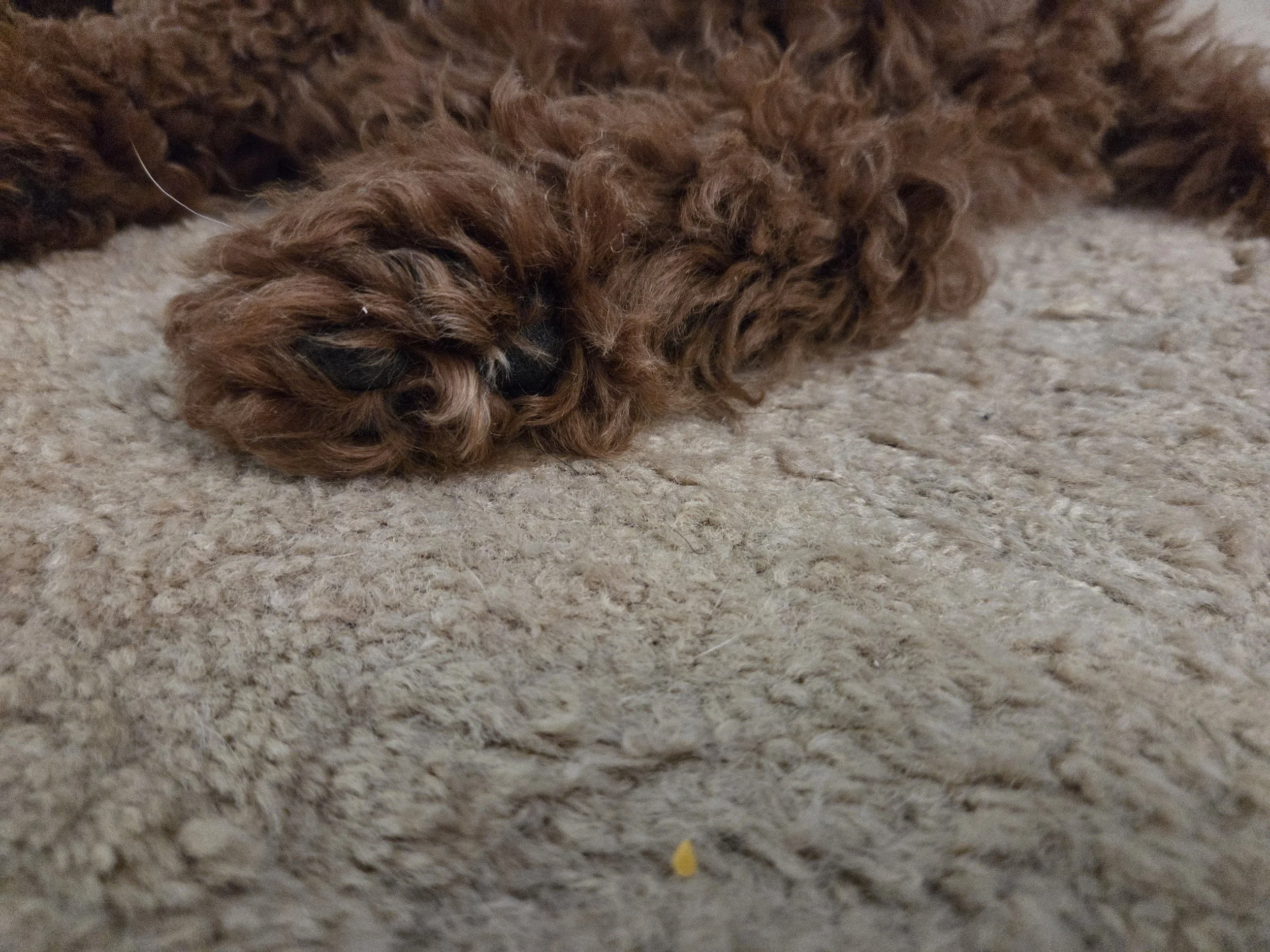 Charlie, my 13-week-old Mini Goldendoodle, wearing protective paw balm or booties, ready for a walk.