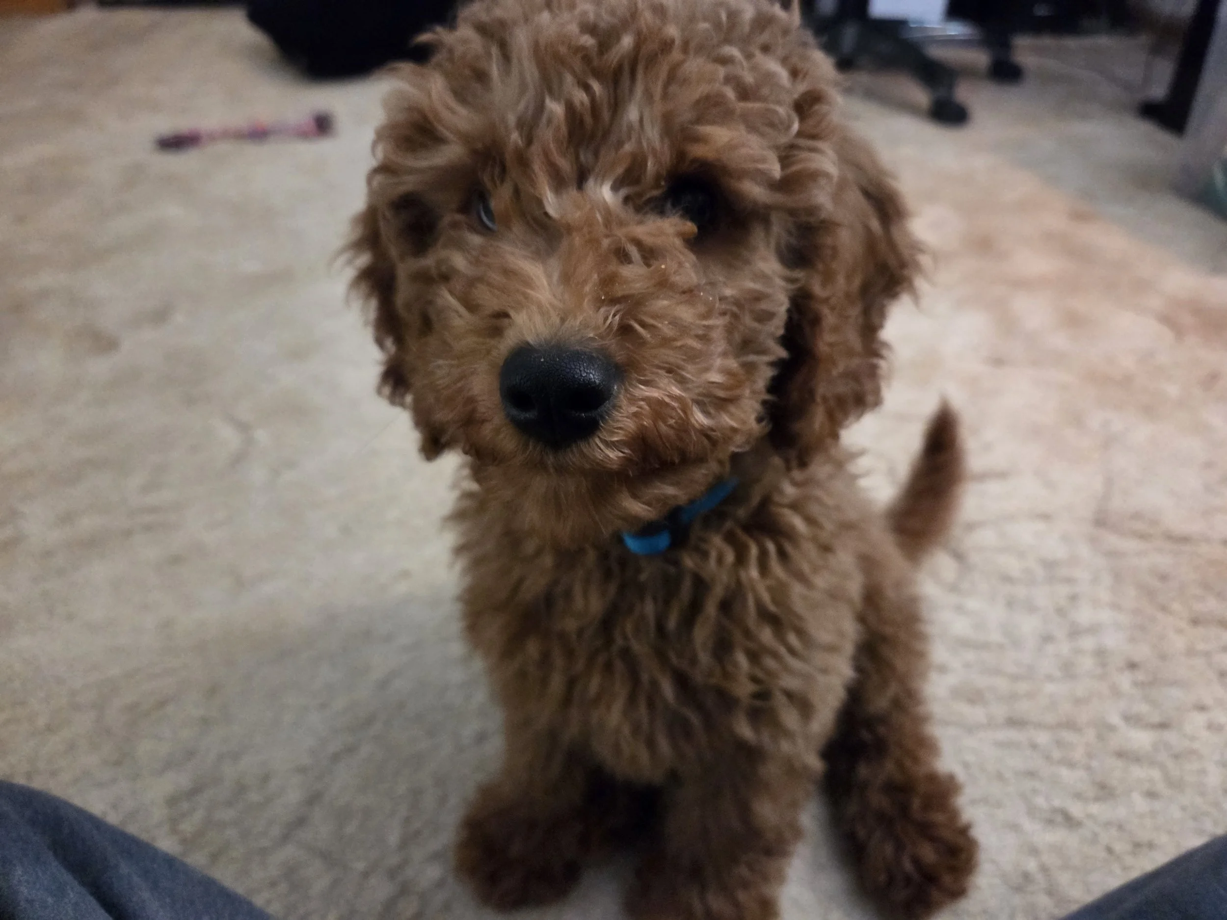 Our Lifetime Commitment: The Ironstone No-Questions-Asked Rehoming Policy