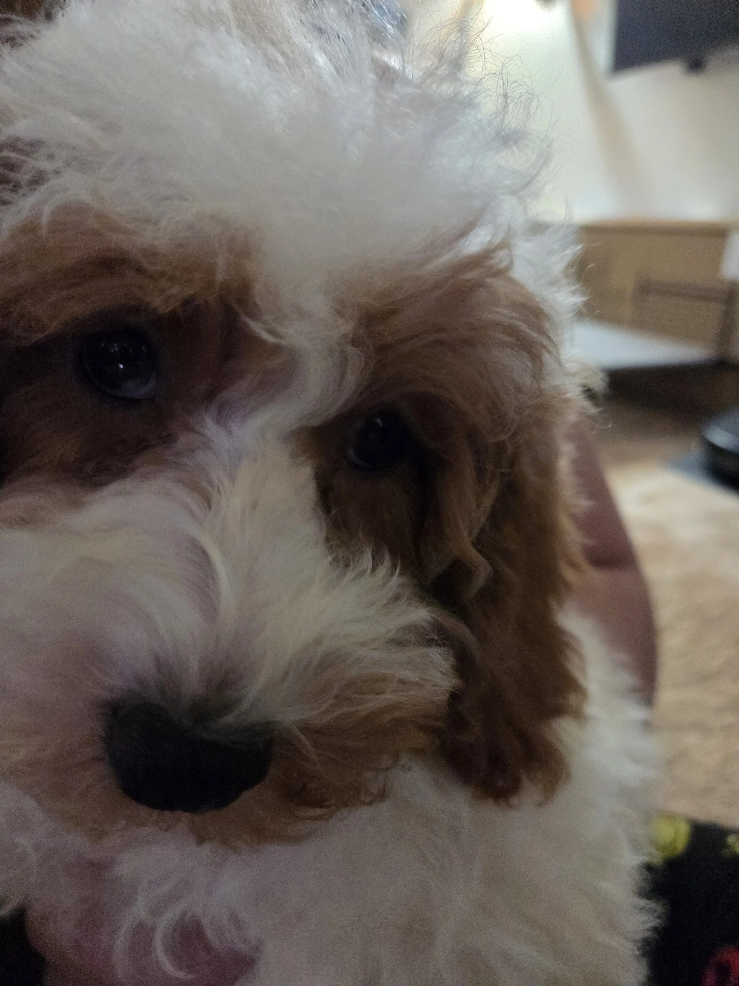 Phoebe, Ironstone Goldendoodles Foundation Dam, Red Apricot and white Mini  Poodle