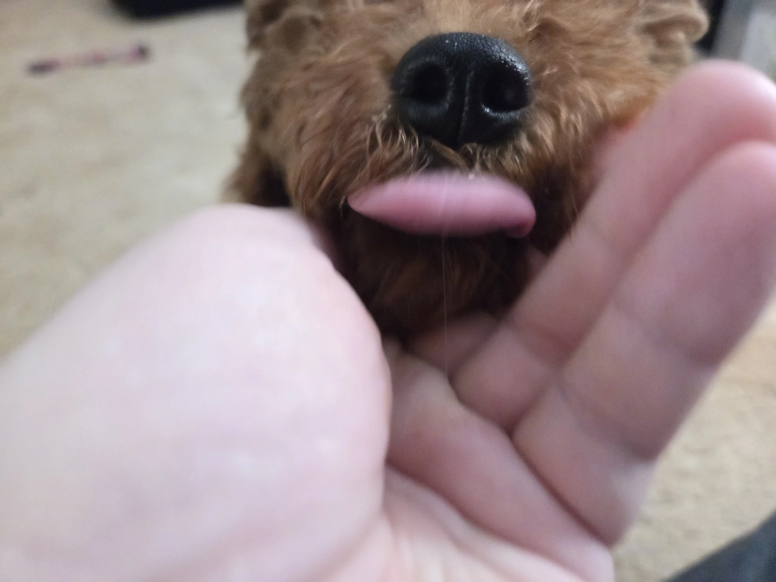 The Goldendoodle "Hypoallergenic" Myth: What You Need to Know