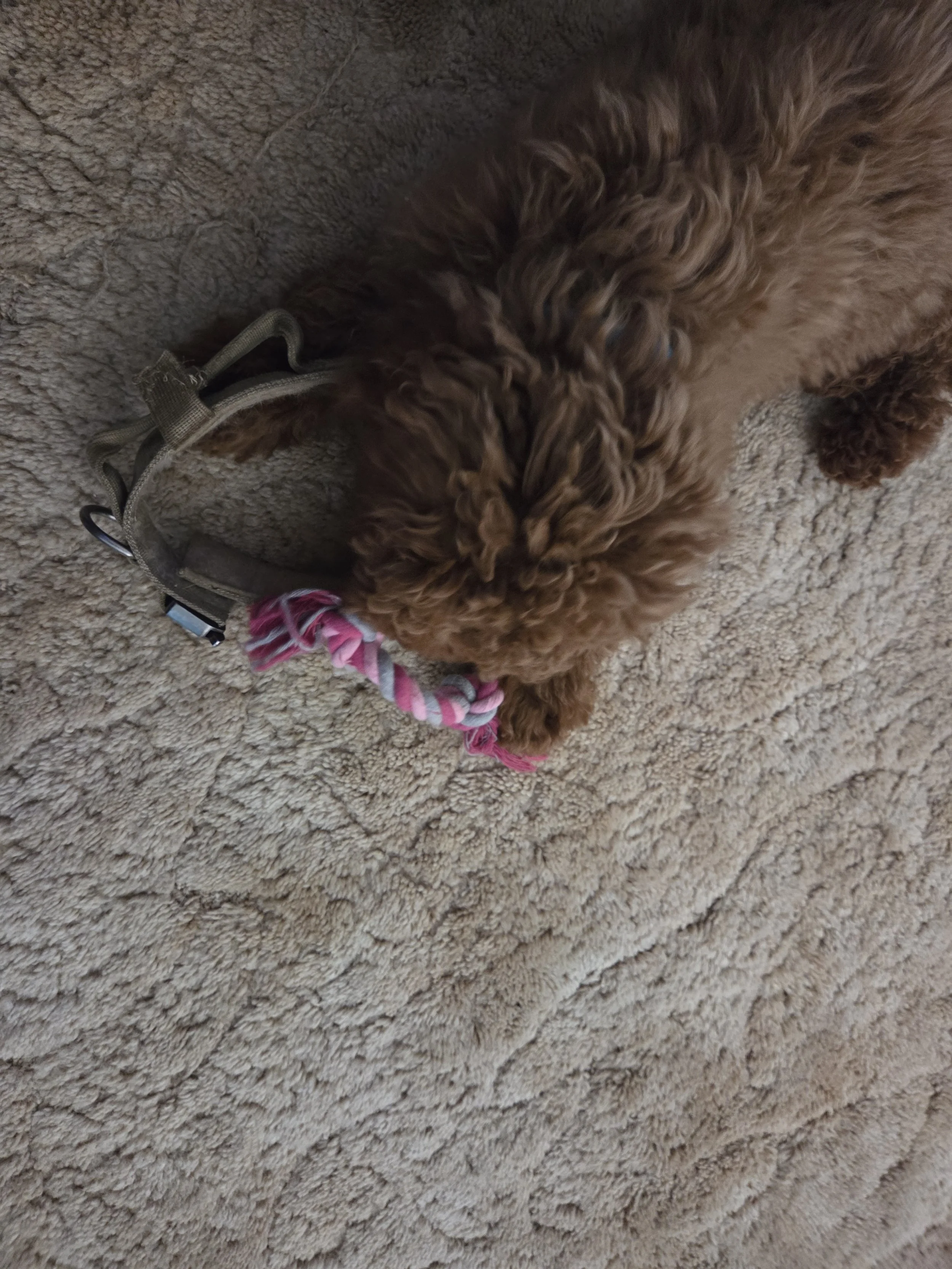 Mental Stimulation vs. Physical Exercise: The Ironstone Method