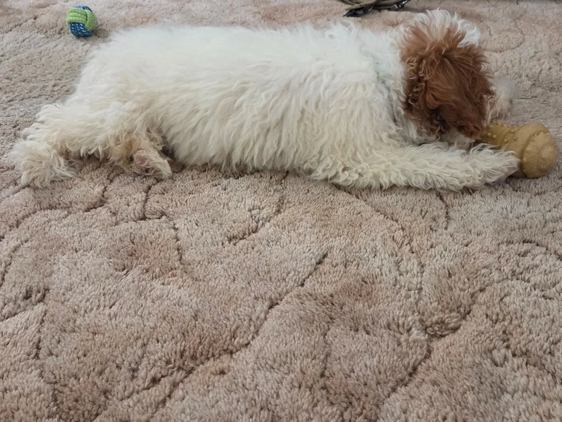 Phoebe, Ironstone Goldendoodles Foundation Dam Traits