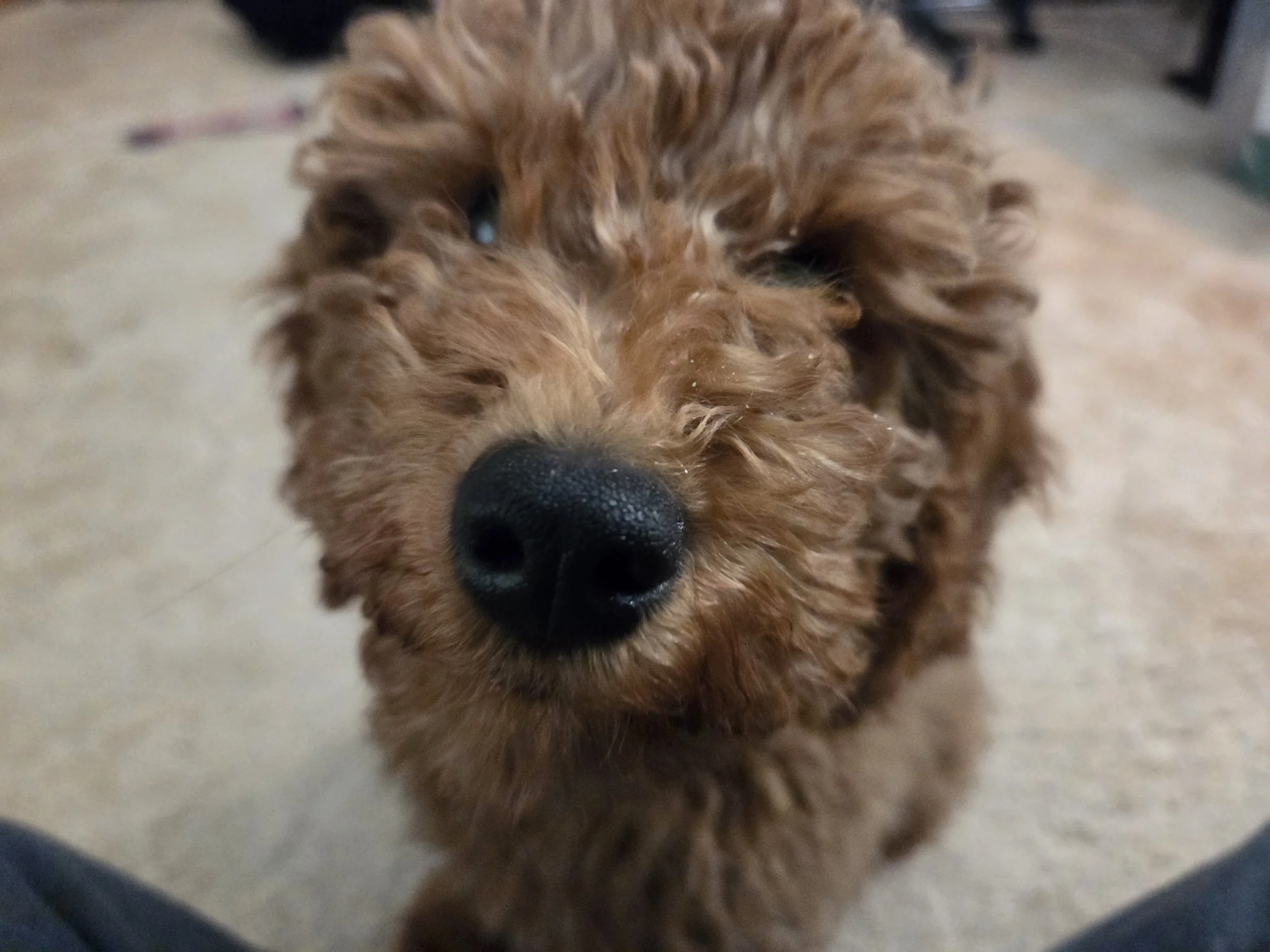 The Goldendoodle "Land Shark" Survival Guide: Why Your Puppy Bites and How to Stop It