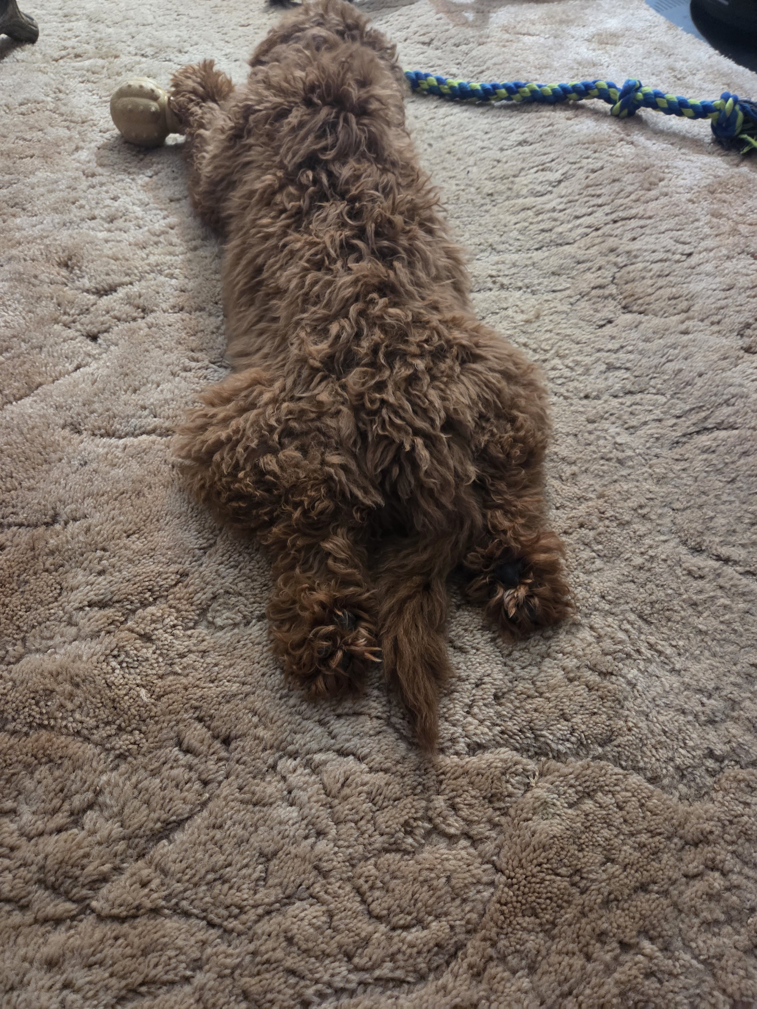 The Goldendoodle "Velcro Dog": Understanding Proximity Drive and Preventing Anxiety