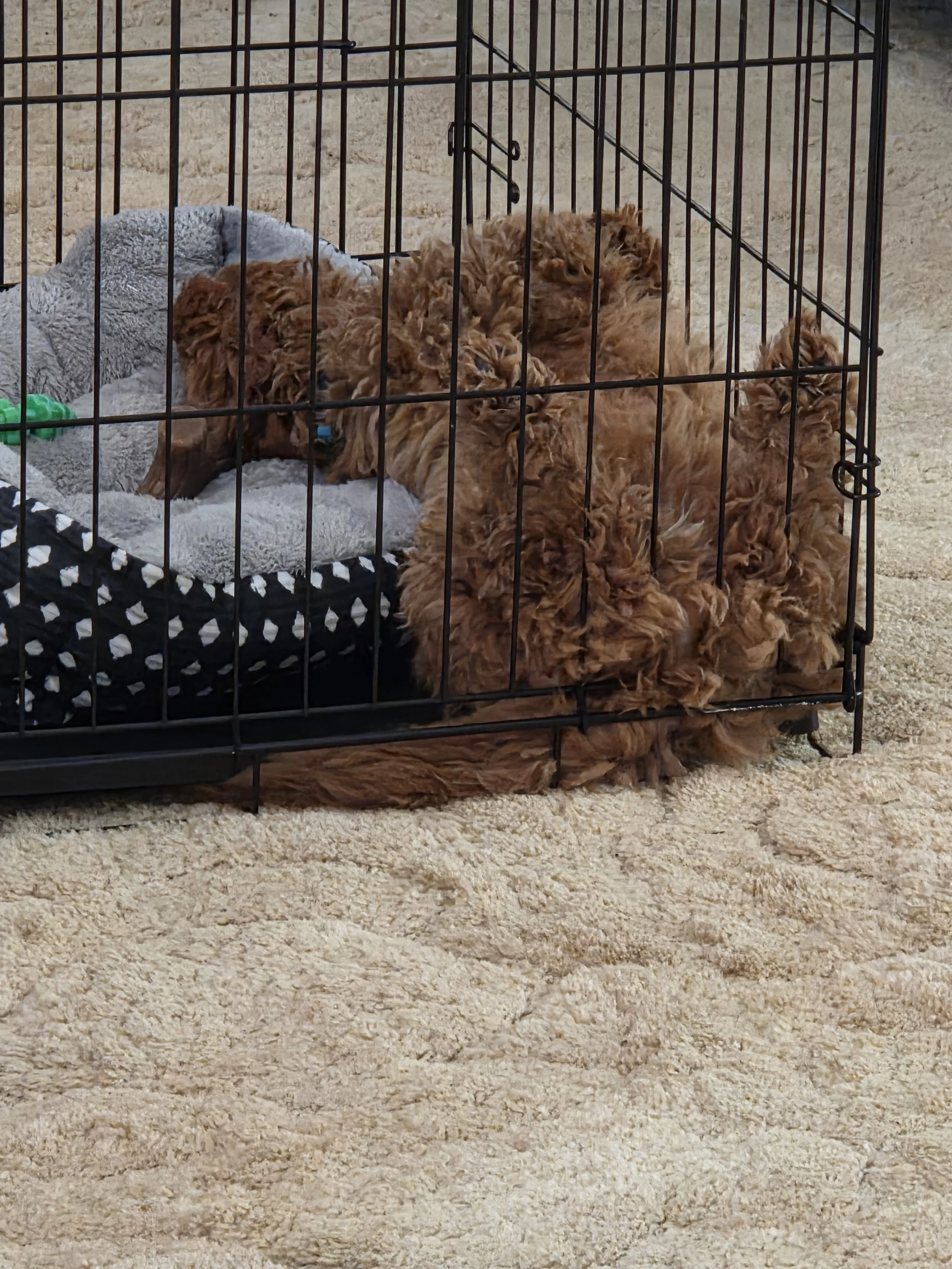 Goldendoodle Night One: How to Stop Puppy Crying &amp; Get Sleep